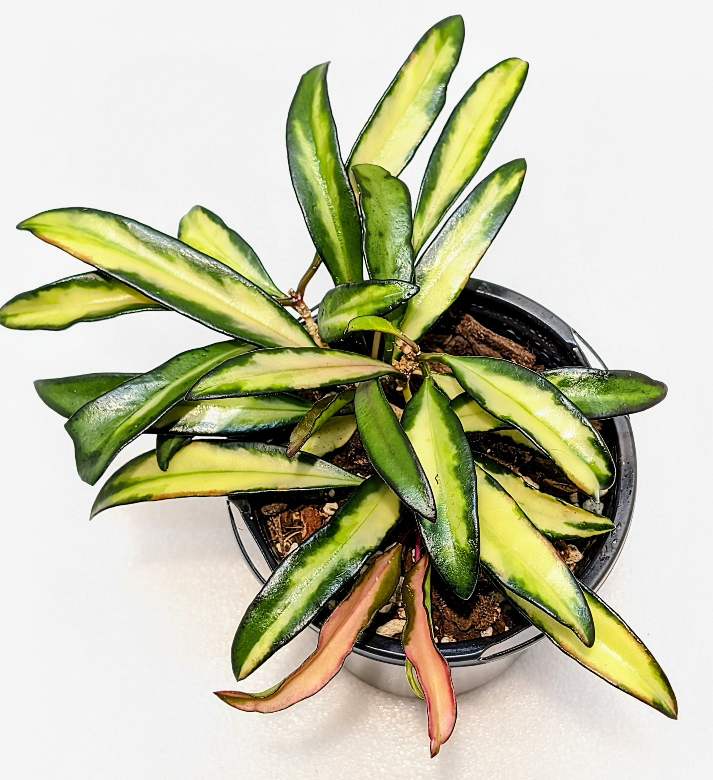 Hoya wayetii variegated has wonderful variegation that grabs attention in a hanging basket or a pot, the colors are so bright and ever-changing as the leaf matures.