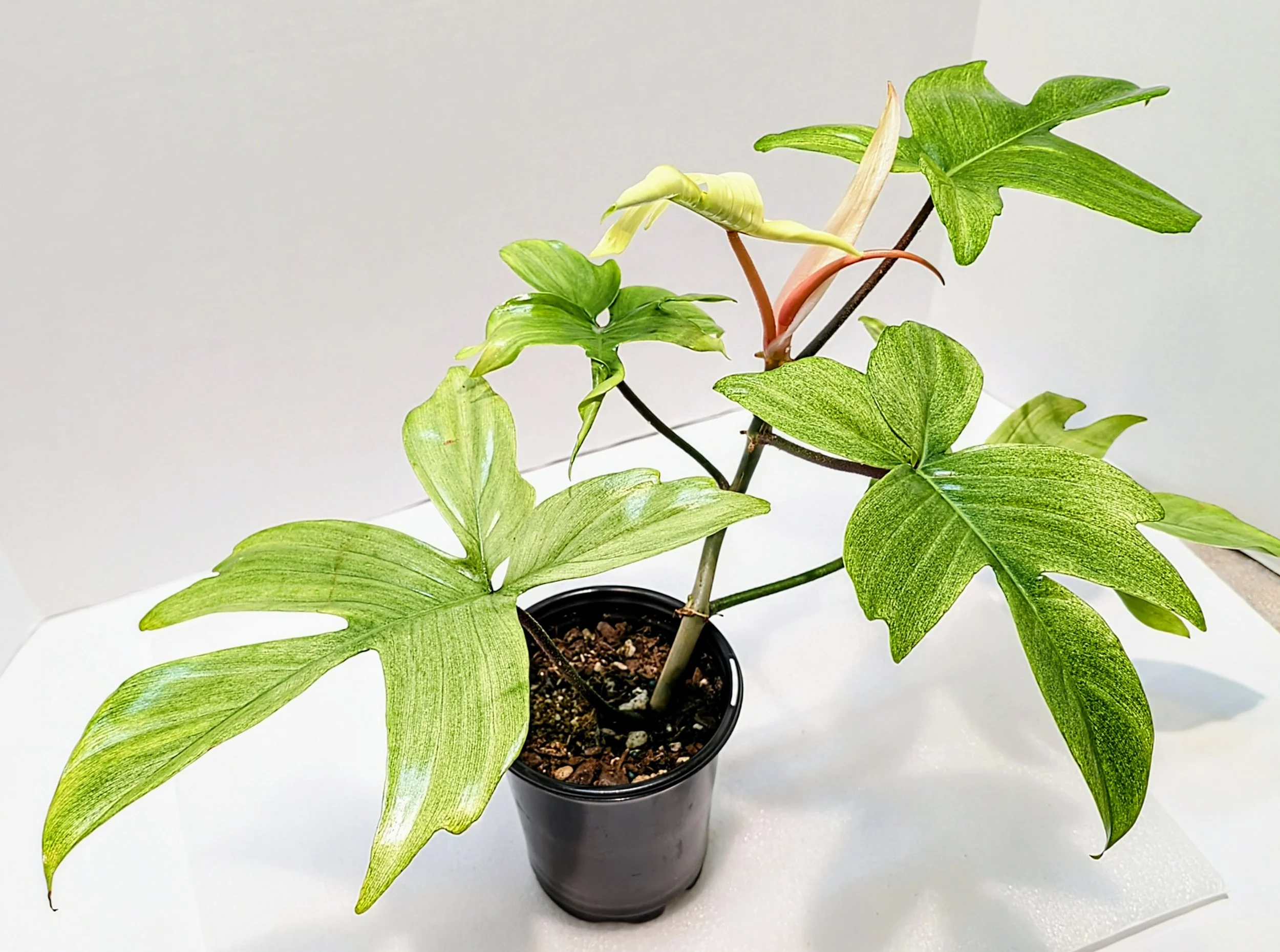 monstera deliciosa monkey leaf Monstera Adansonii 'Monkey Leaf' – Foliage Dreams main image 1