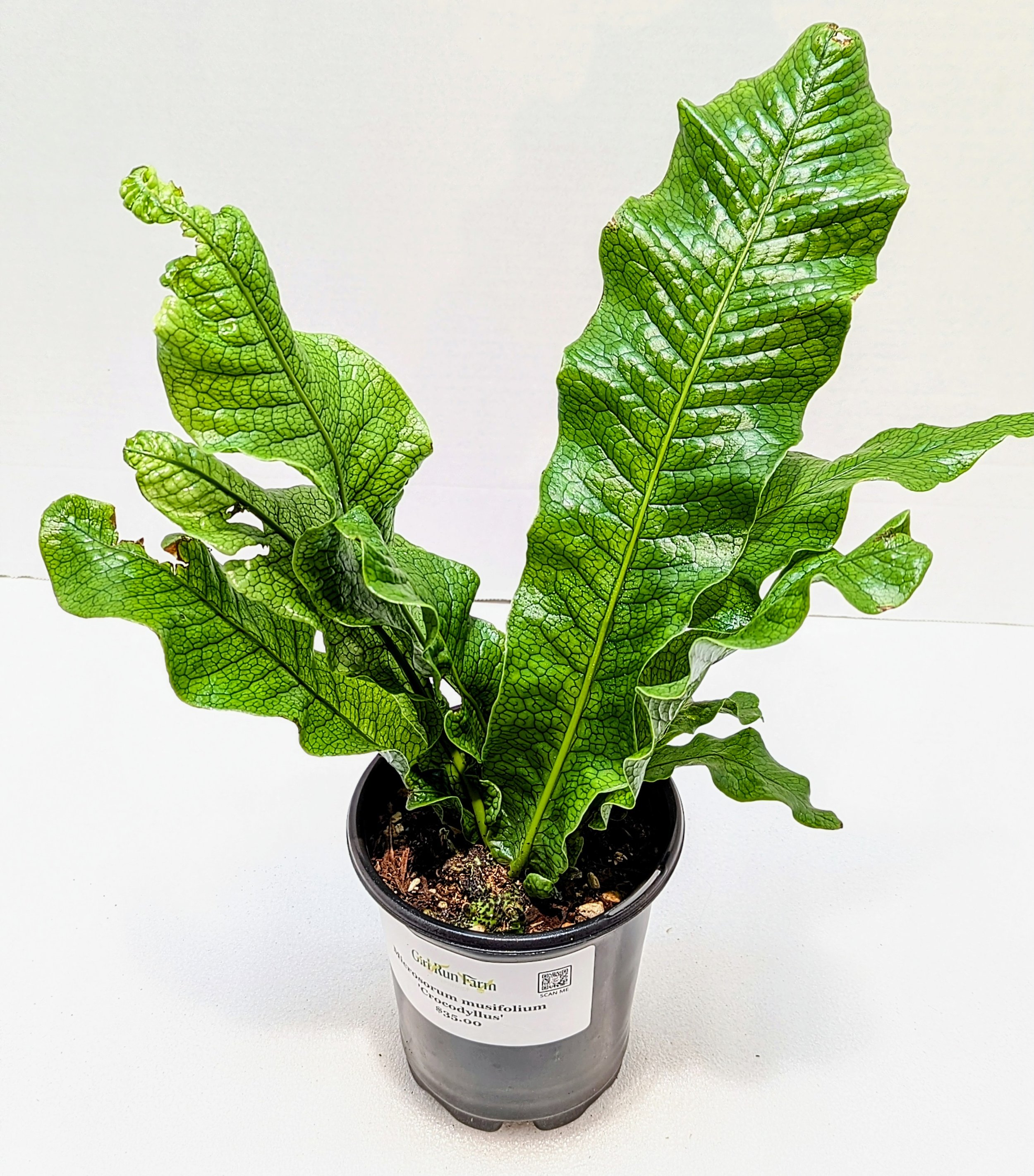 Microsorum musifolium Crocodyllus Crocodile Fern is a tropical fern. Gorgeous, glossy fronds are upright with the texture of crocodile skin.