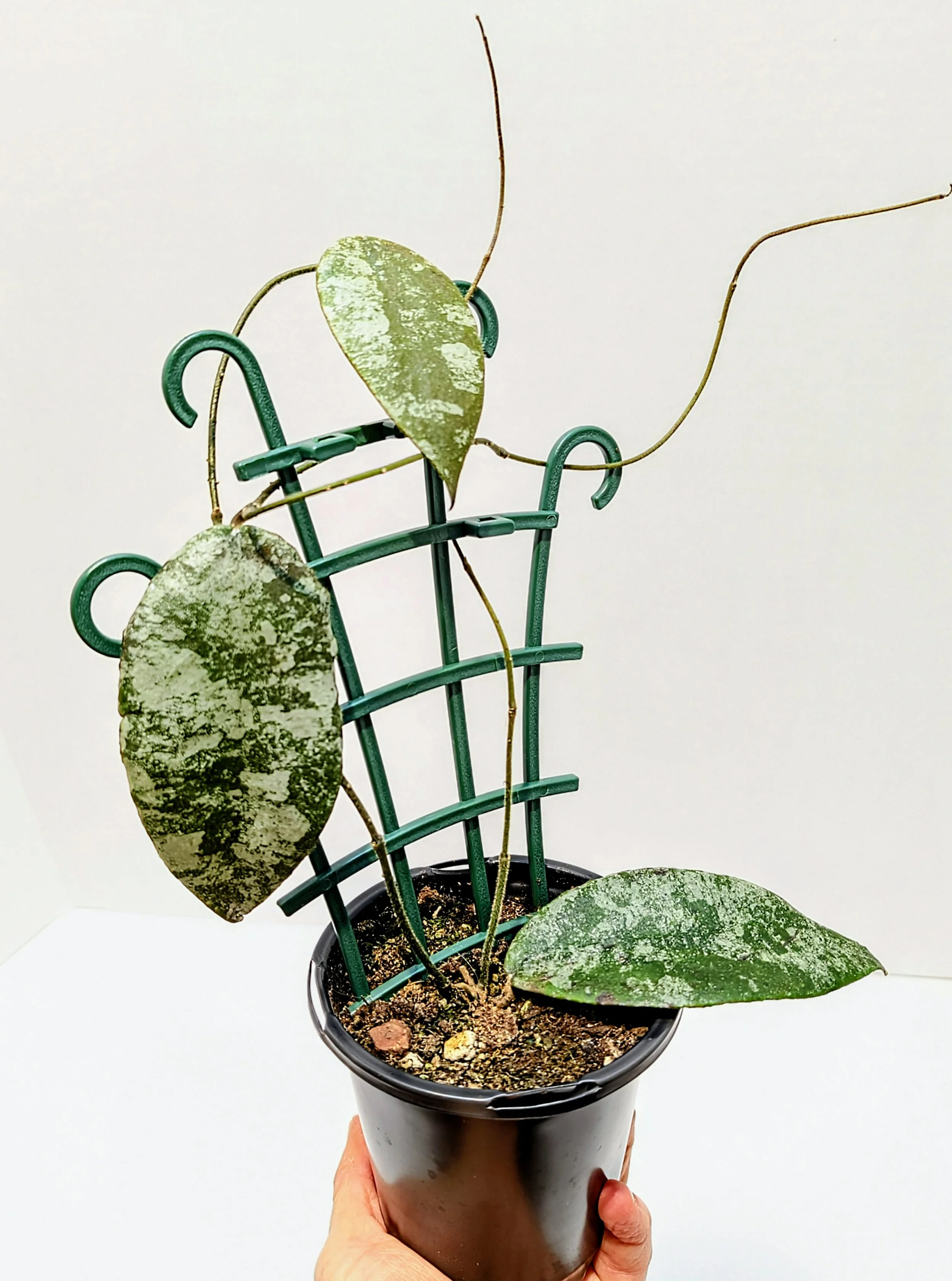 Hoya caudata Gold Rare 4