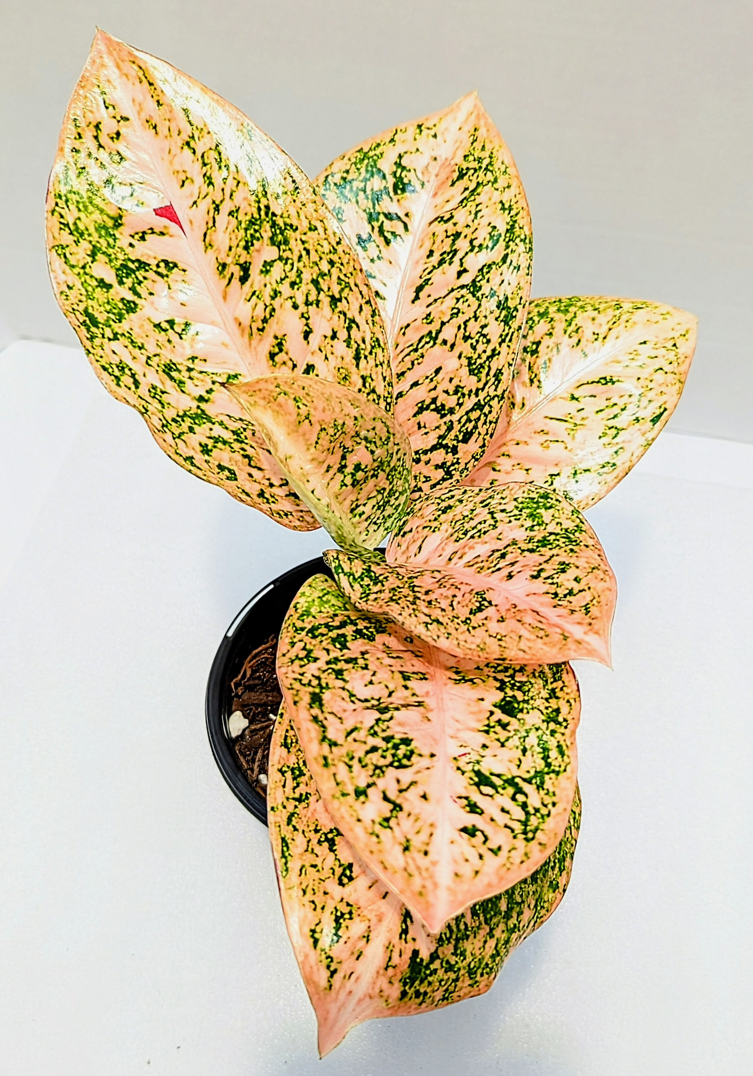 PXL_20250209_002013372~2.jpg