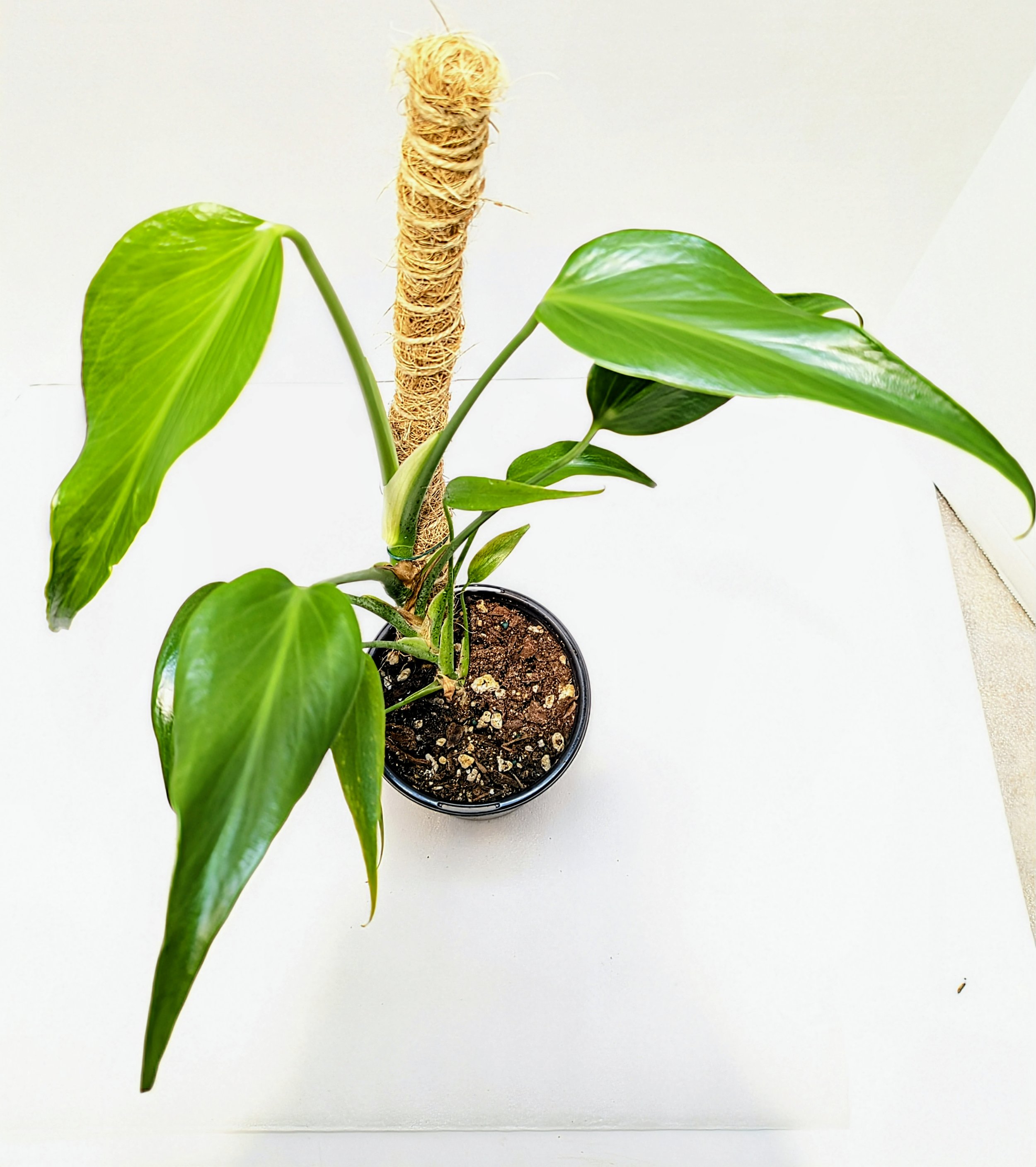 The Monstera 'Burle Marx Flame' is native to Central and South America. The juvenile leaves resemble a flaming torch. This species loves to climb!