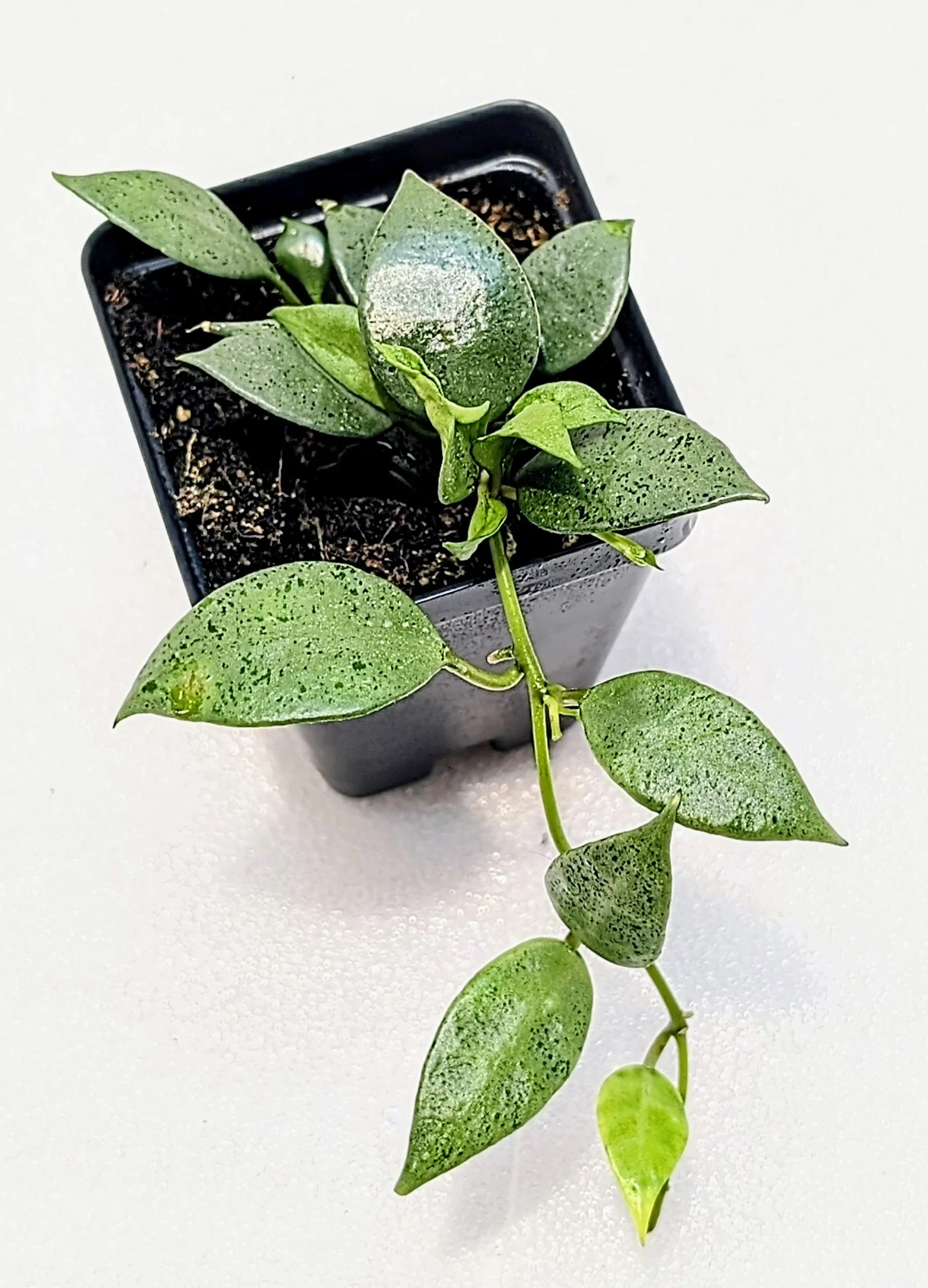 Hoya lacunosa ‘Silver Mint Coin’ is a stunning cultivar admired for its soft silver-toned foliage and subtle flecking across rounded, matte green leaves