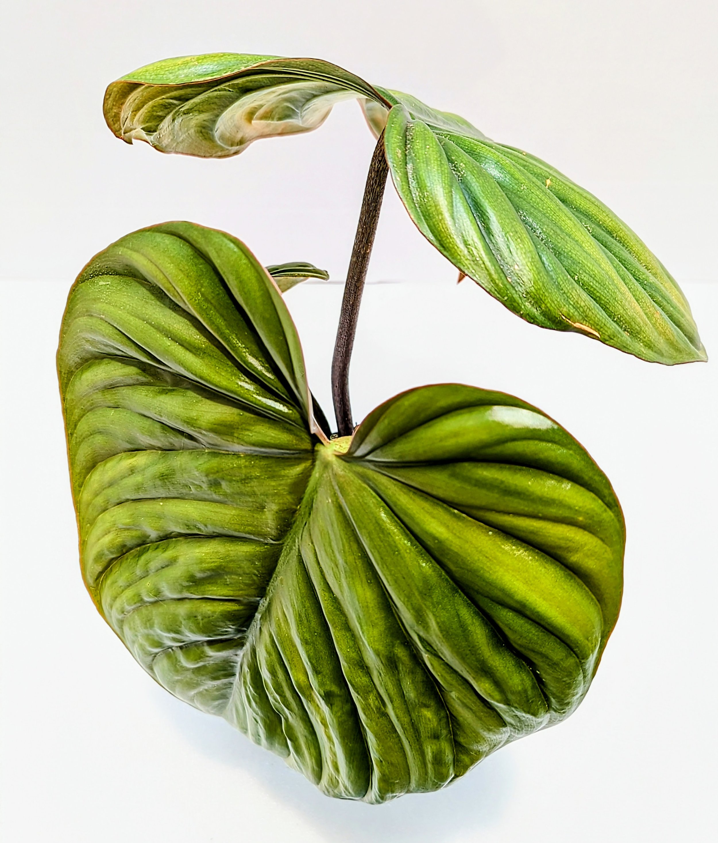 Philodendron sp. 'Colombia' from Colombia where it crawls on the soil surface. Unbelievably tropical, light-green leaves have a quilted texture and a silvery sheen. width.