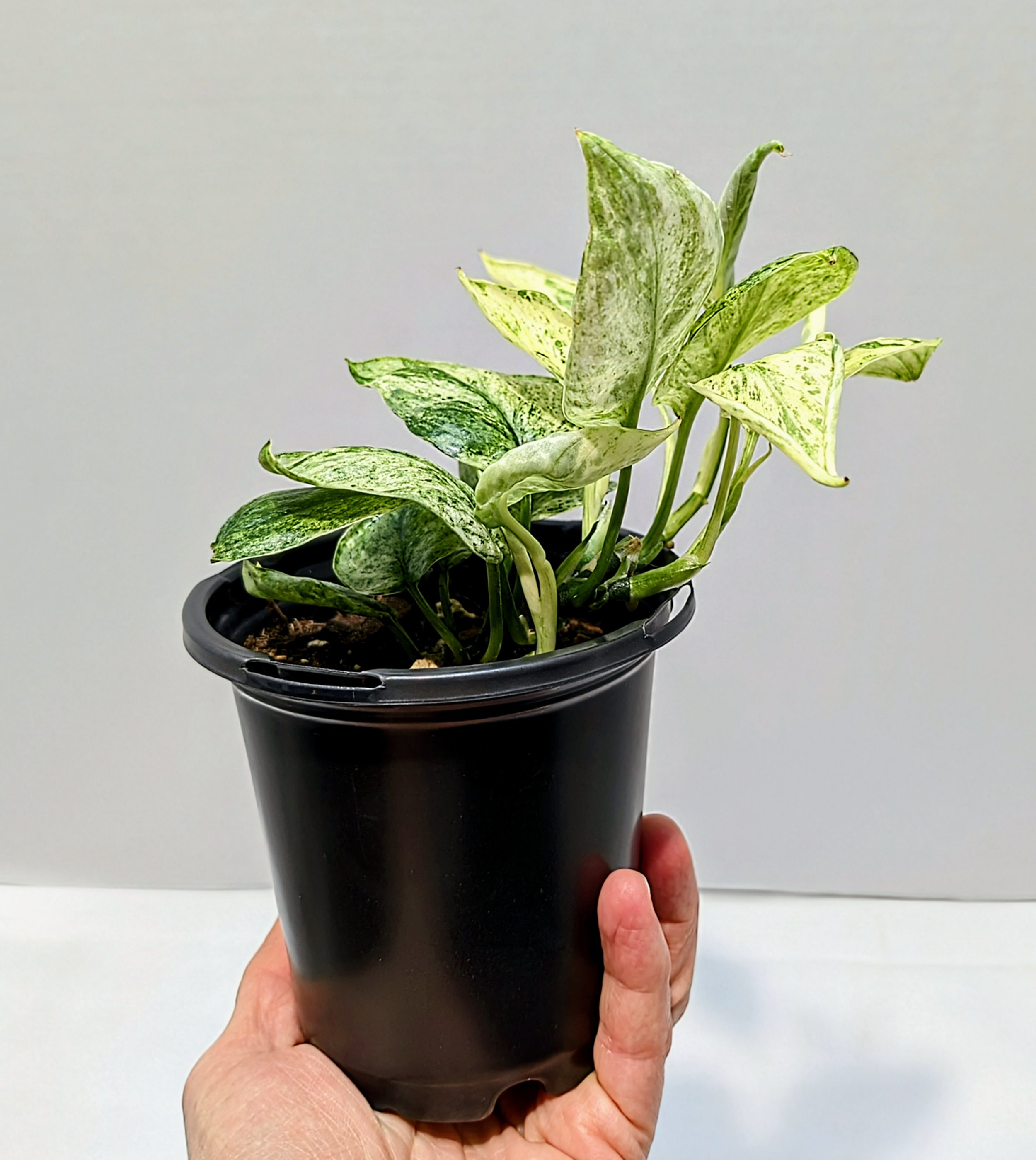This rare Scindapsus ‘Jade Satin’ Variegated features thick leaves with striking, stable cream and yellow variegation.