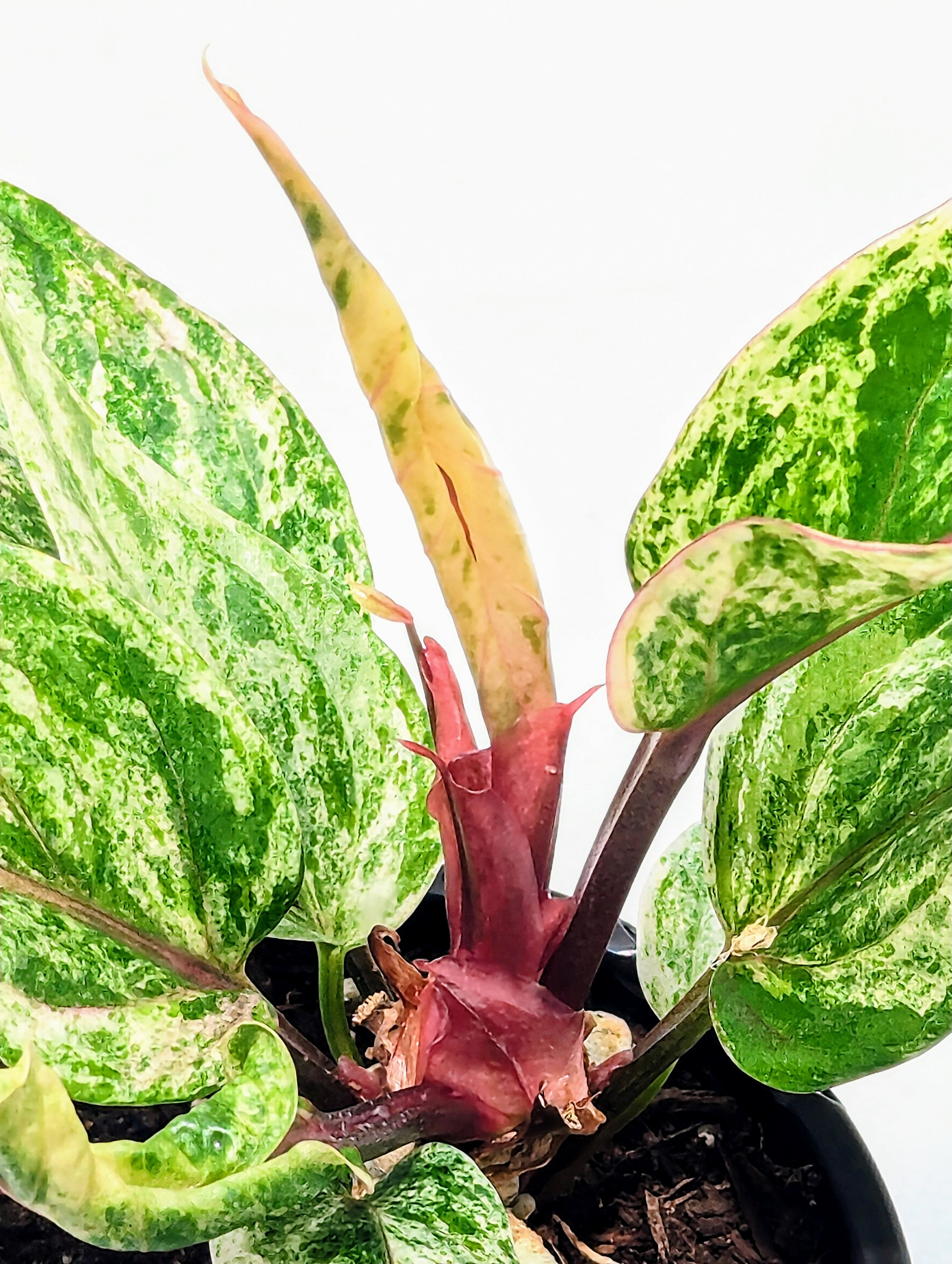 Anthurium Renaissance Pink Variegated Tri-color variegata bird nest athurium hookeri is a highly sought-after and rare Anthurium with extravagant variegation.