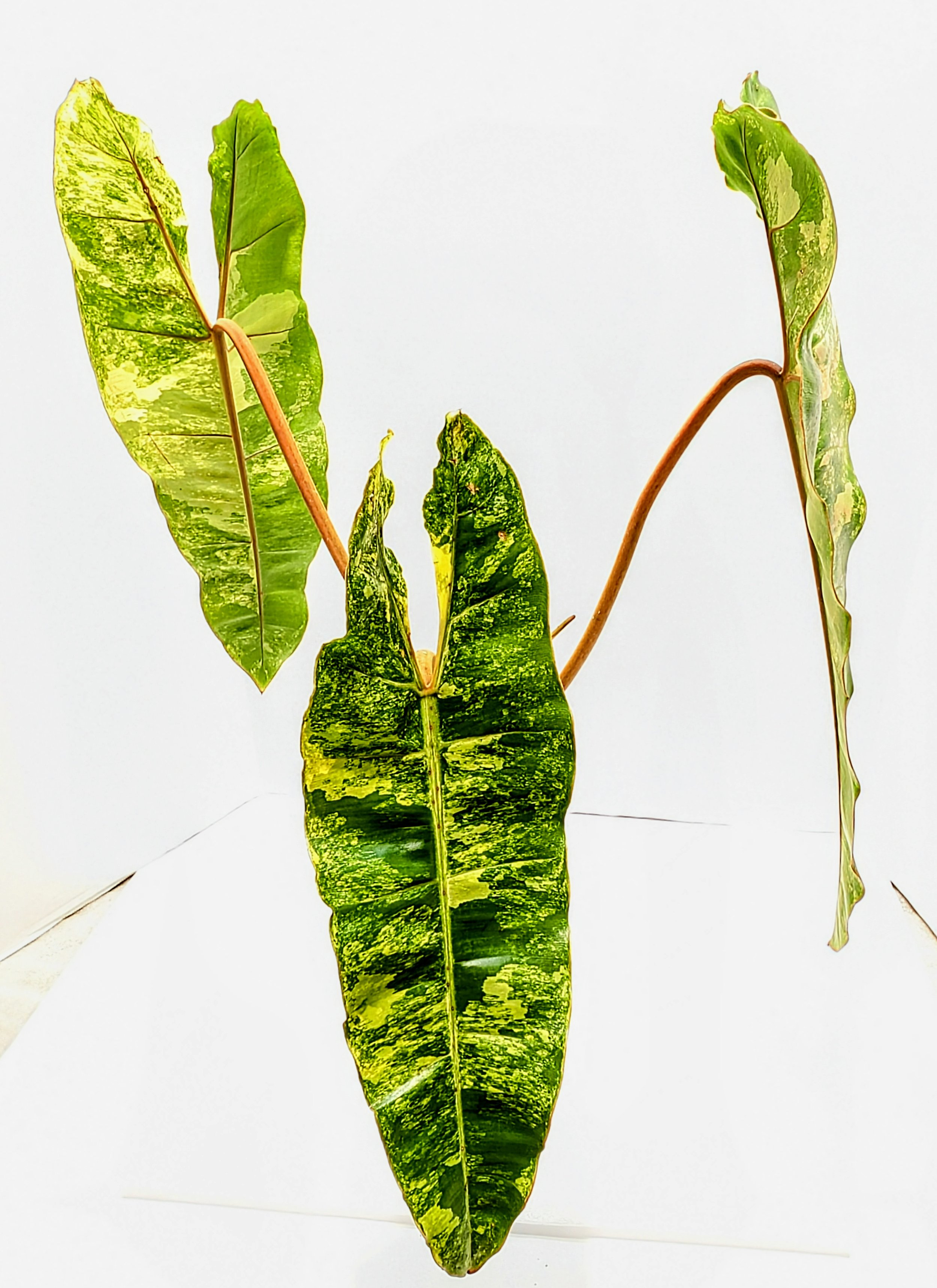 Philodendron billietiae Variegated has long, strap-like leaves are streaked, dappled and patterned with yellow, cream and greens. Amazing spectacle.