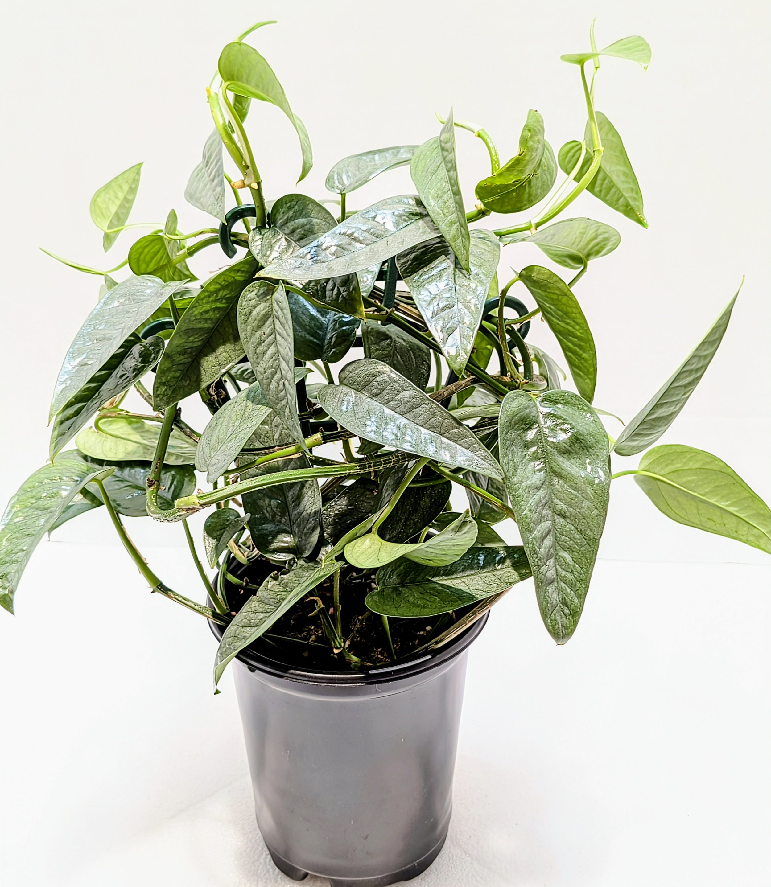 Epipremnum pinnatum Cebu Blue is the juvenile form of this species with sharply pointed leaves and an icy, silver-blue color. Train this plant to a moss pole or trellis