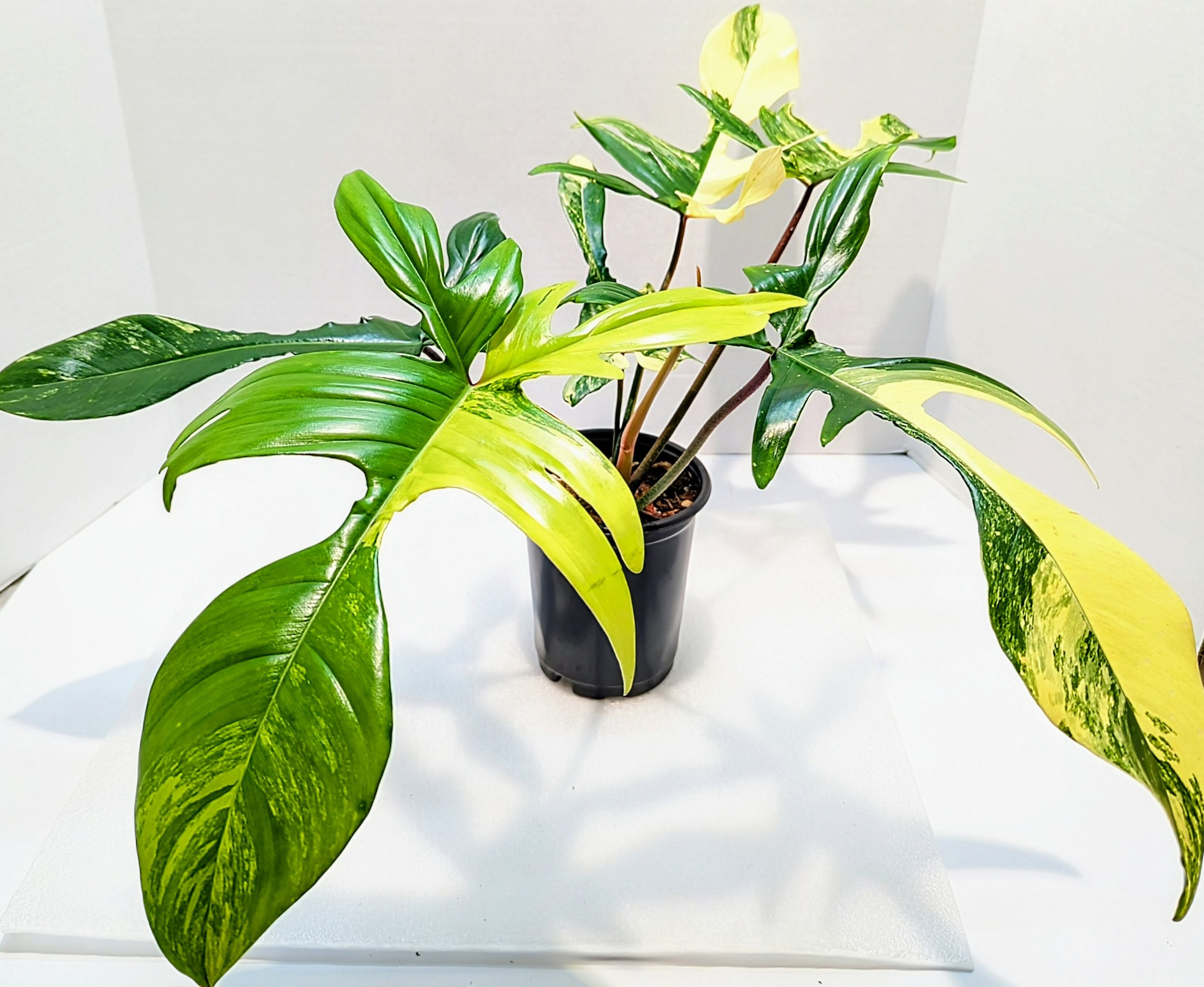 A hybrid of Philodendron Pedatum and Philodendron Squariferum. Each leaf is uniquely patterned with yellow white and sometimes pink undertones.