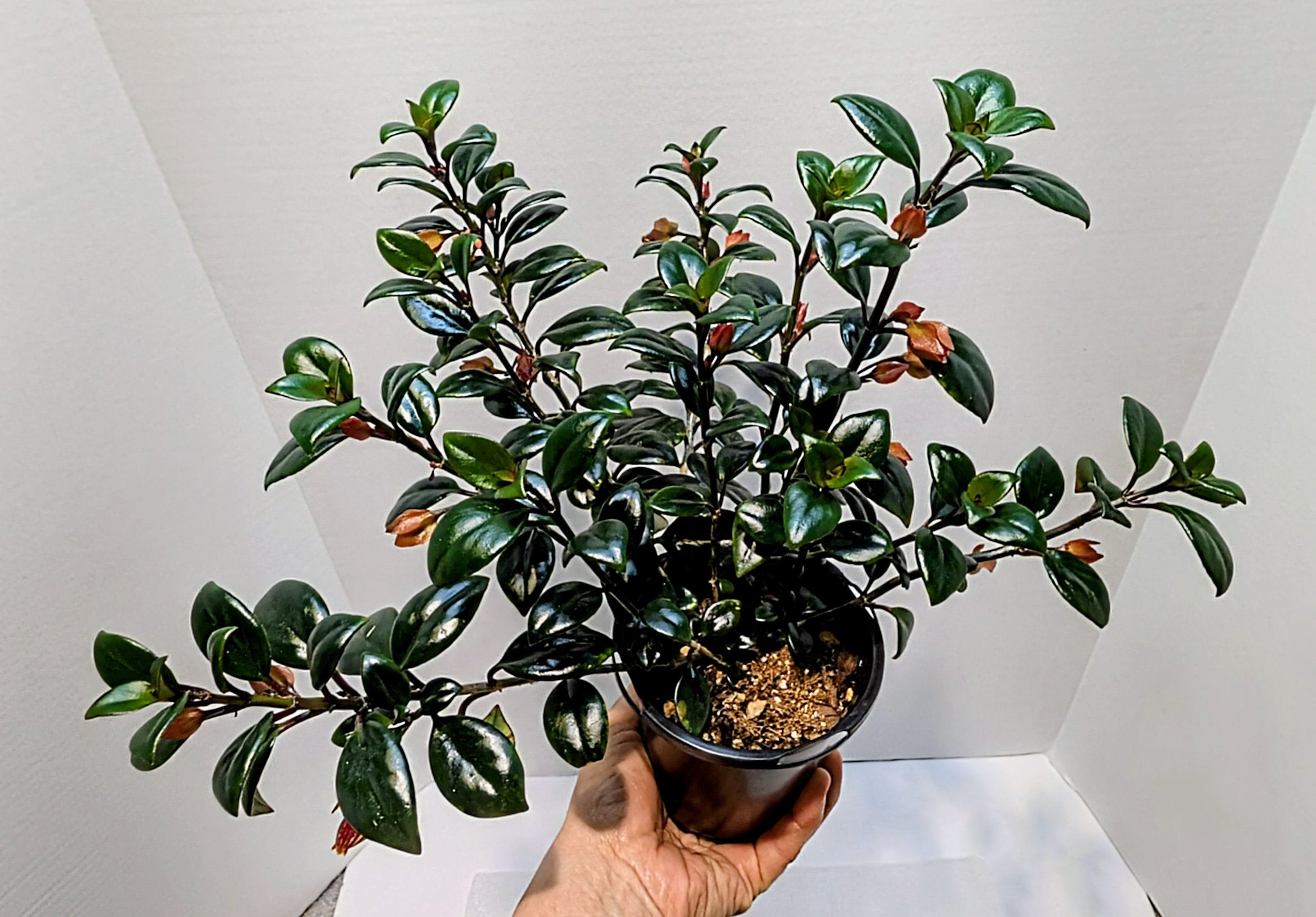 Nematanthus Tropicana has a lovely, full habit with lush, dark, and shiny leaves. Its golden yellow pouch-shaped flowers are striped or mottled with maroon.