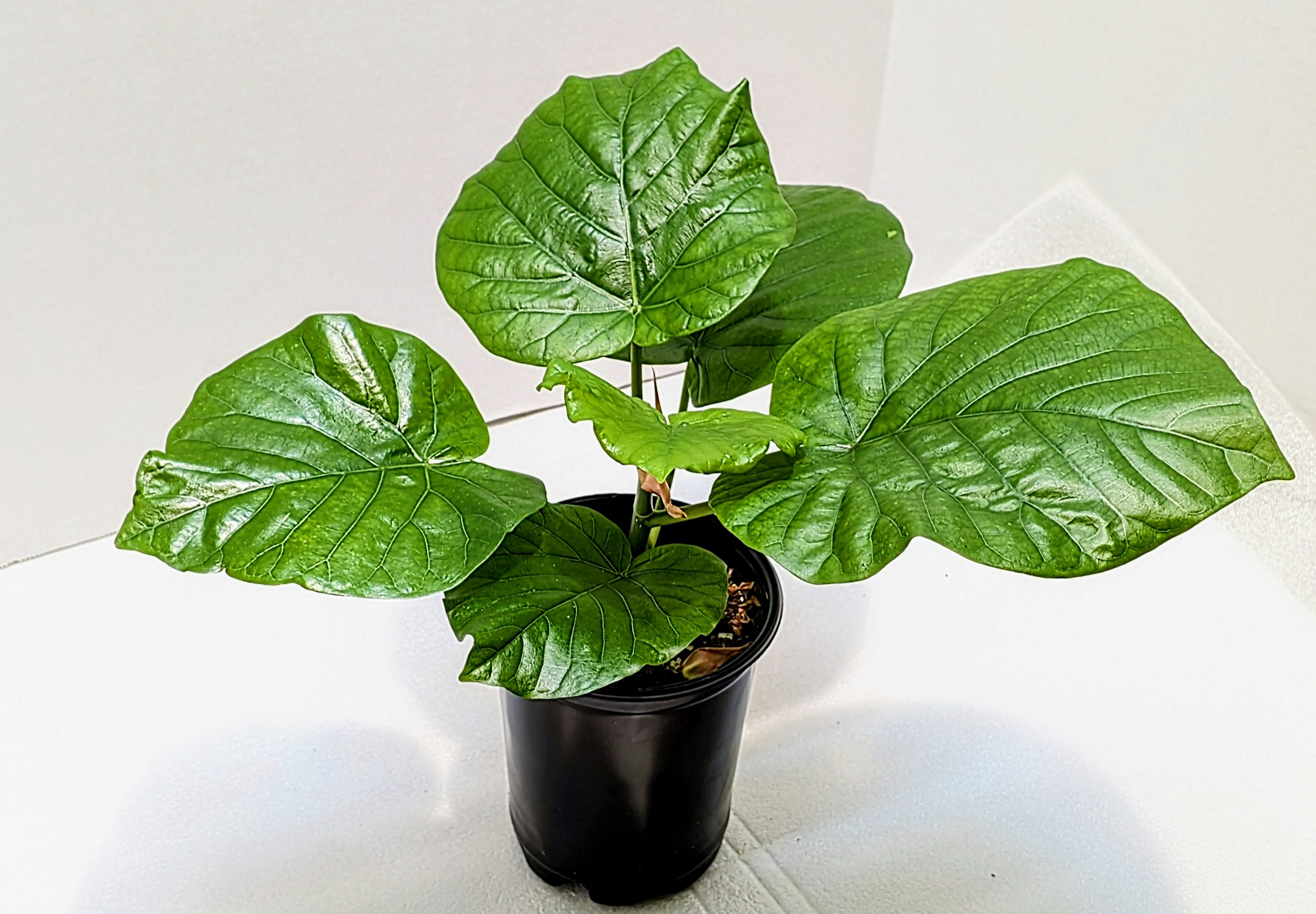 The Umbrella Fig, is named for its stunning, juicy, giant heart-shaped leaves. Grows up to 4 feet tall and wide indoors.
