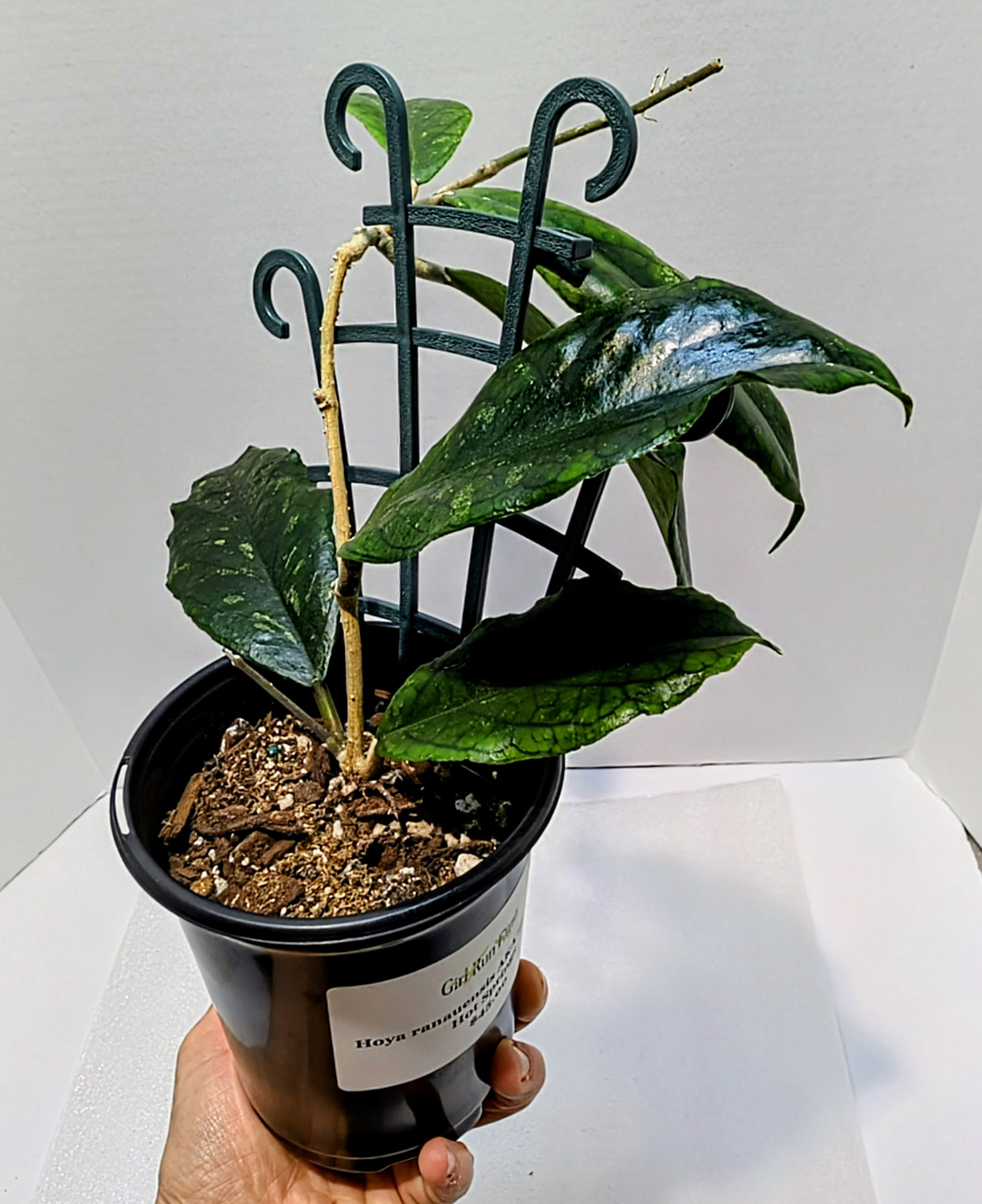 Hoya ranauensis has been in cultivation for twenty years under the name Hoya sp. Poring Hot Springs.