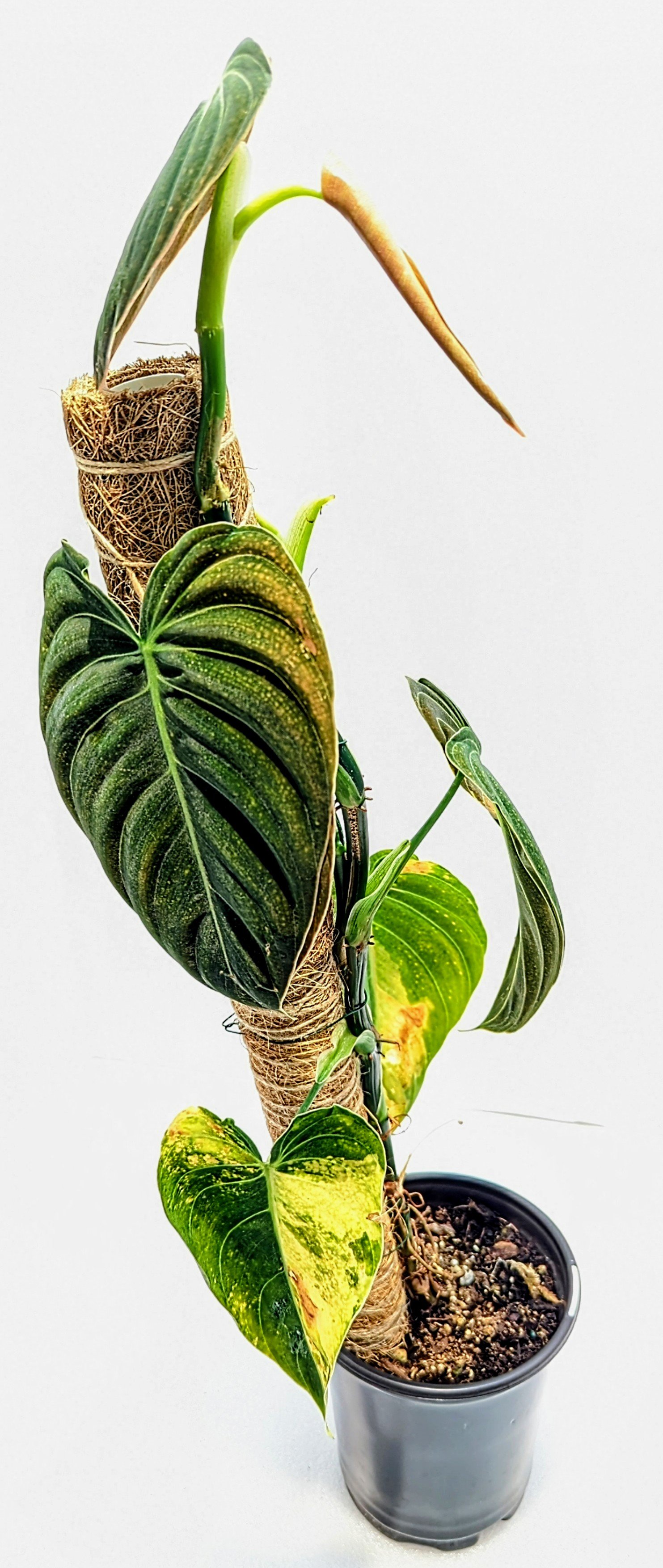 Philodendron melanochrysum Variegated is a stunning Philodendron that grows heart-shaped, cascading leaves unfurl with splashes, and streaks of orange, yellow, or light green.