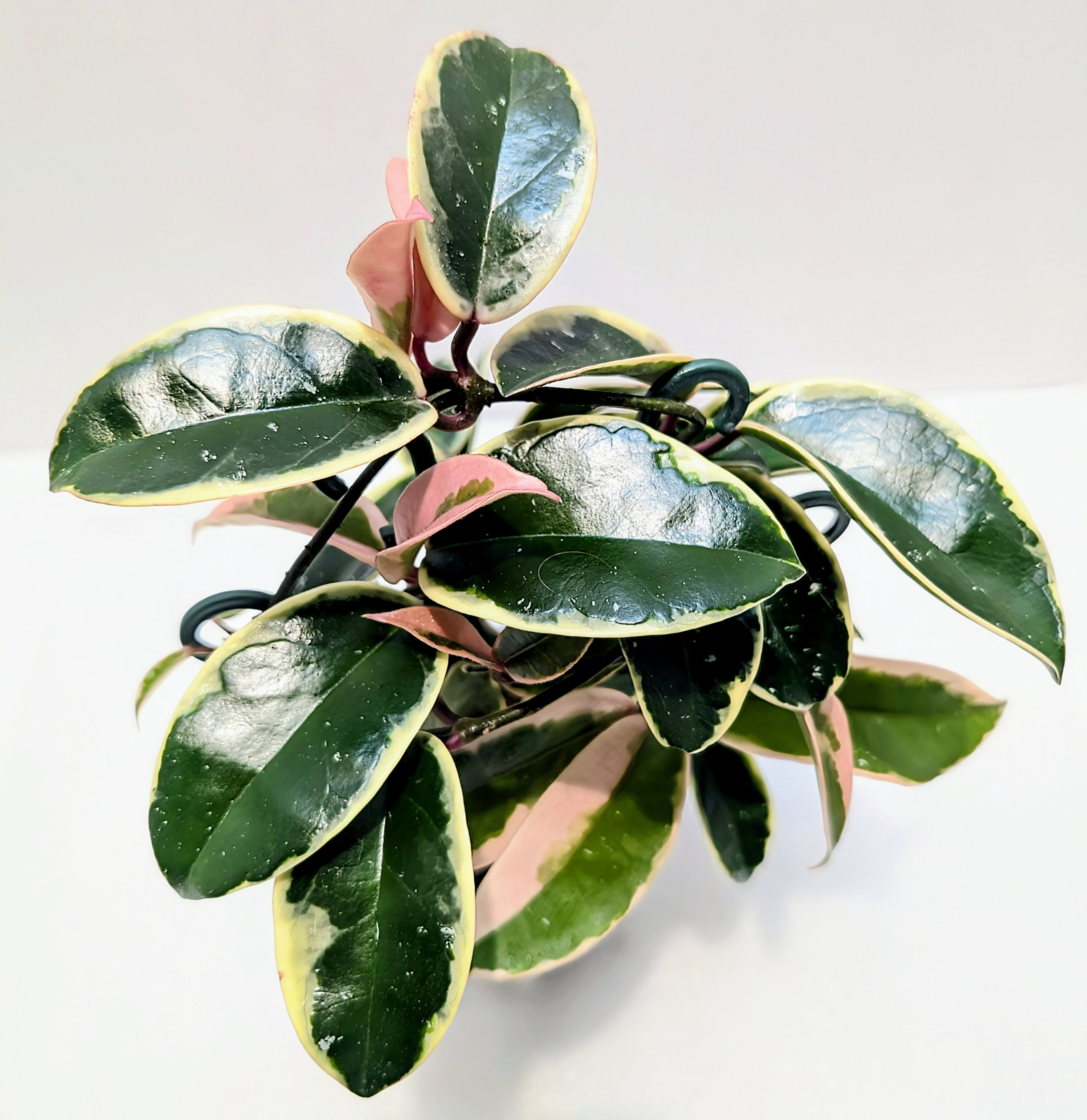 Hoya Krimson Queen is a vigorous and beautifully marked Hoya prized for its luscious new pink leaves that mature to a very white leaf edge.