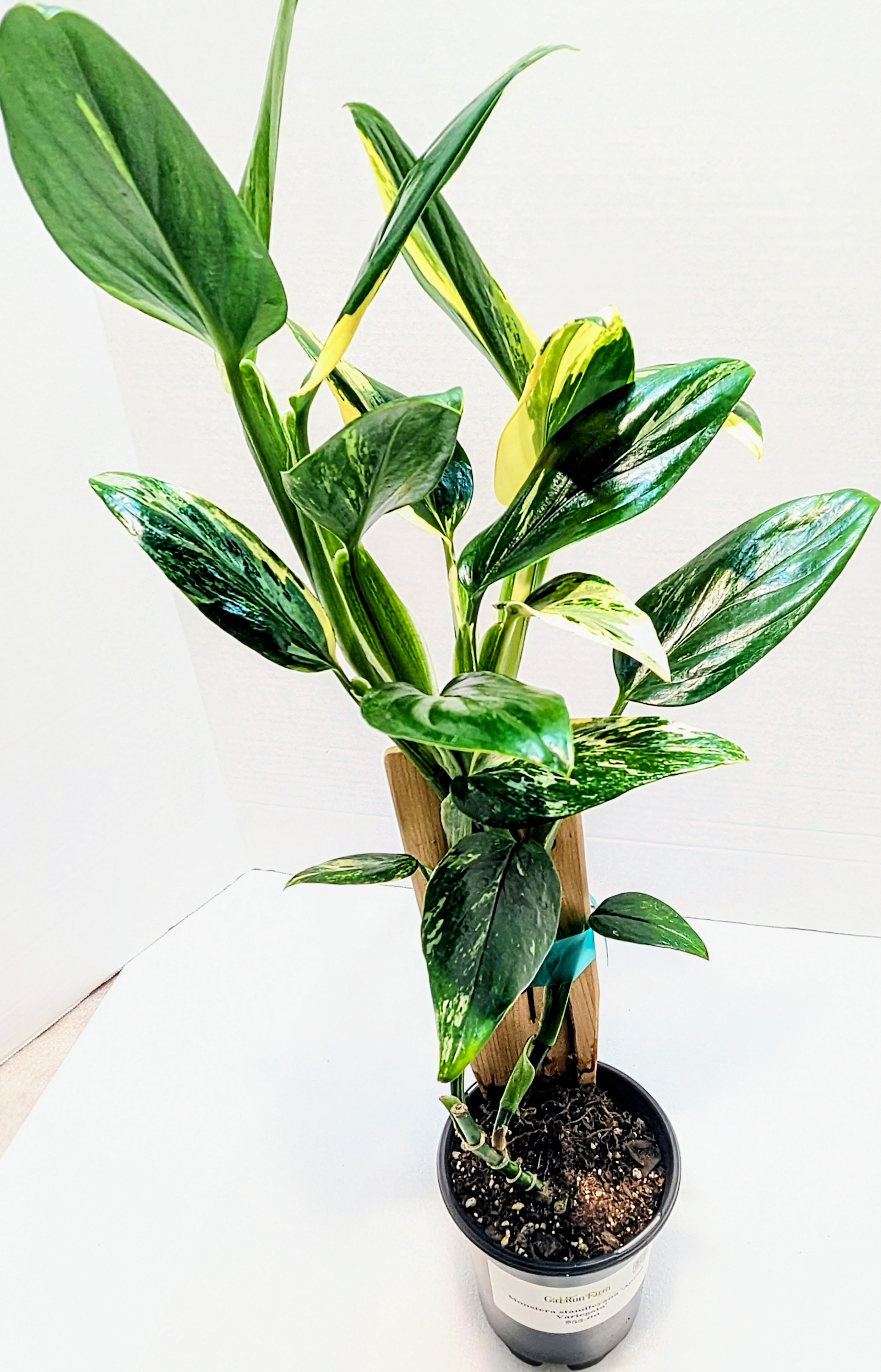 Monstera standleyana Aurea Variegata leaves are small, only reaching about 6 inches with a different pattern and new shades of yellow and gold.
