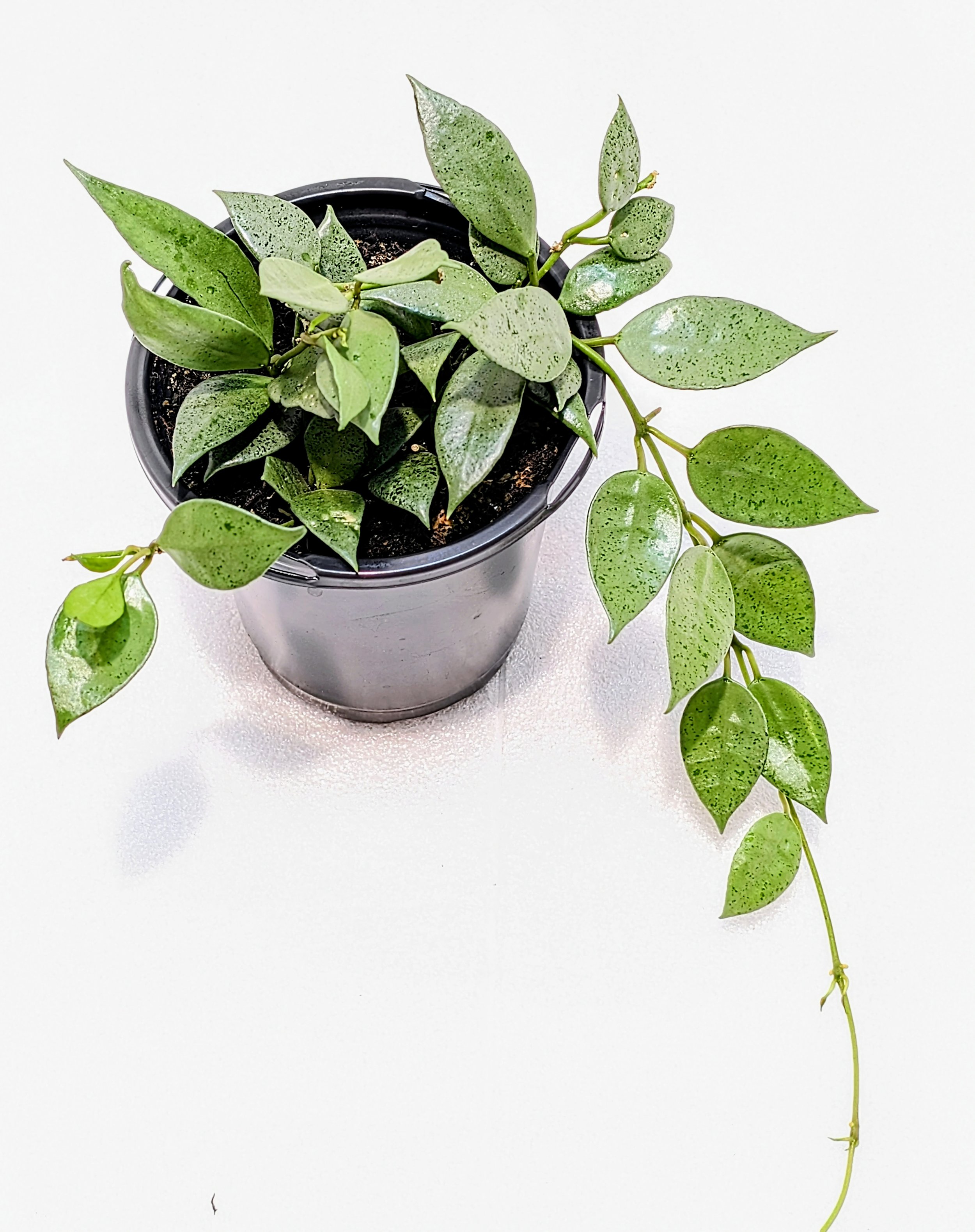 Hoya lacunosa Silver Mint Coin is a silvery, trailing delight! This is a wild collected clone with smaller leaves than most lacunosa species.