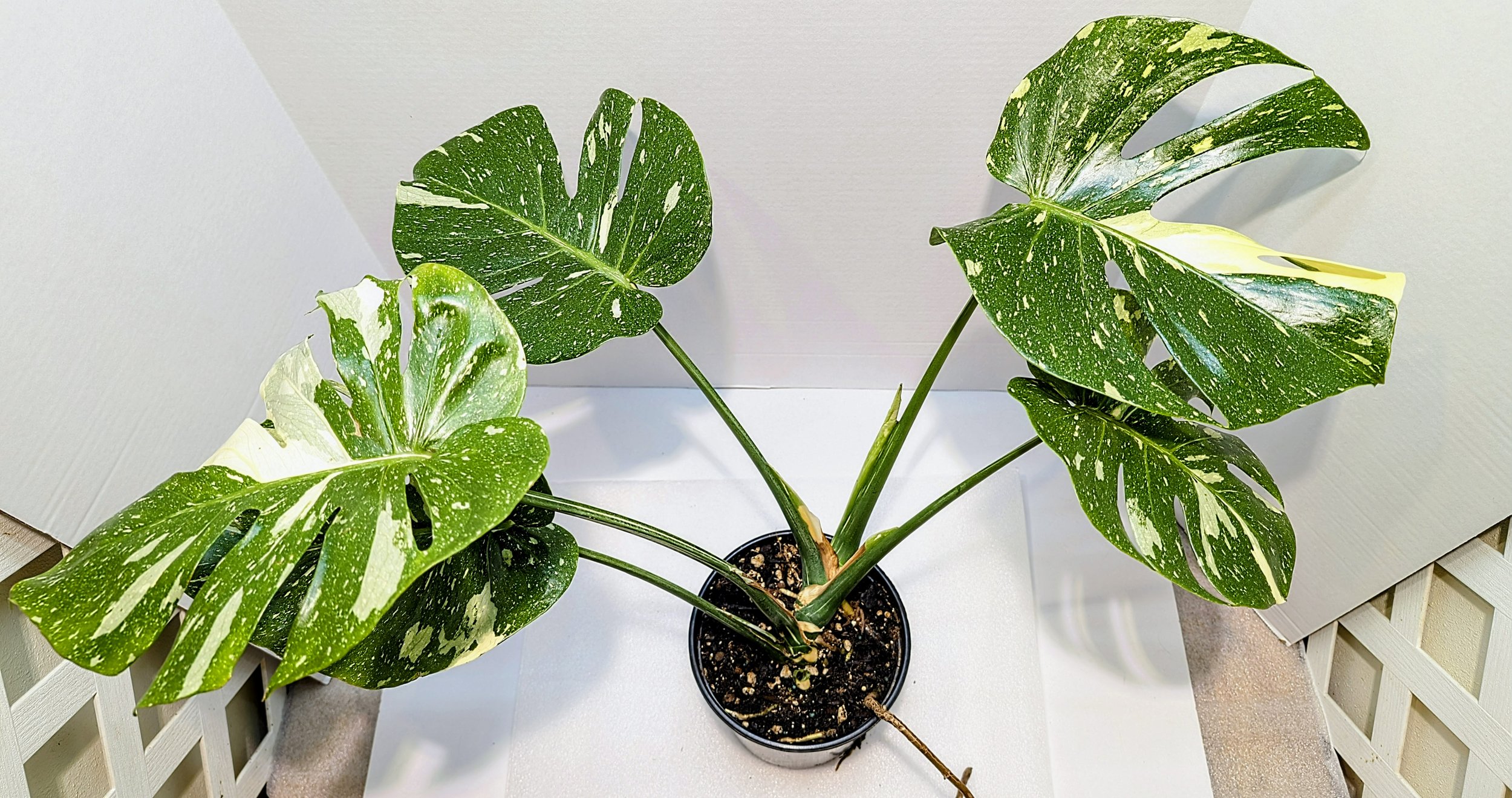 Monstera Thai Constellation very famous Monstera cultivar is a hybrid of Monstera deliciosa and Epipremnum pinnatum. it will still reach 4-5 feet indoors.