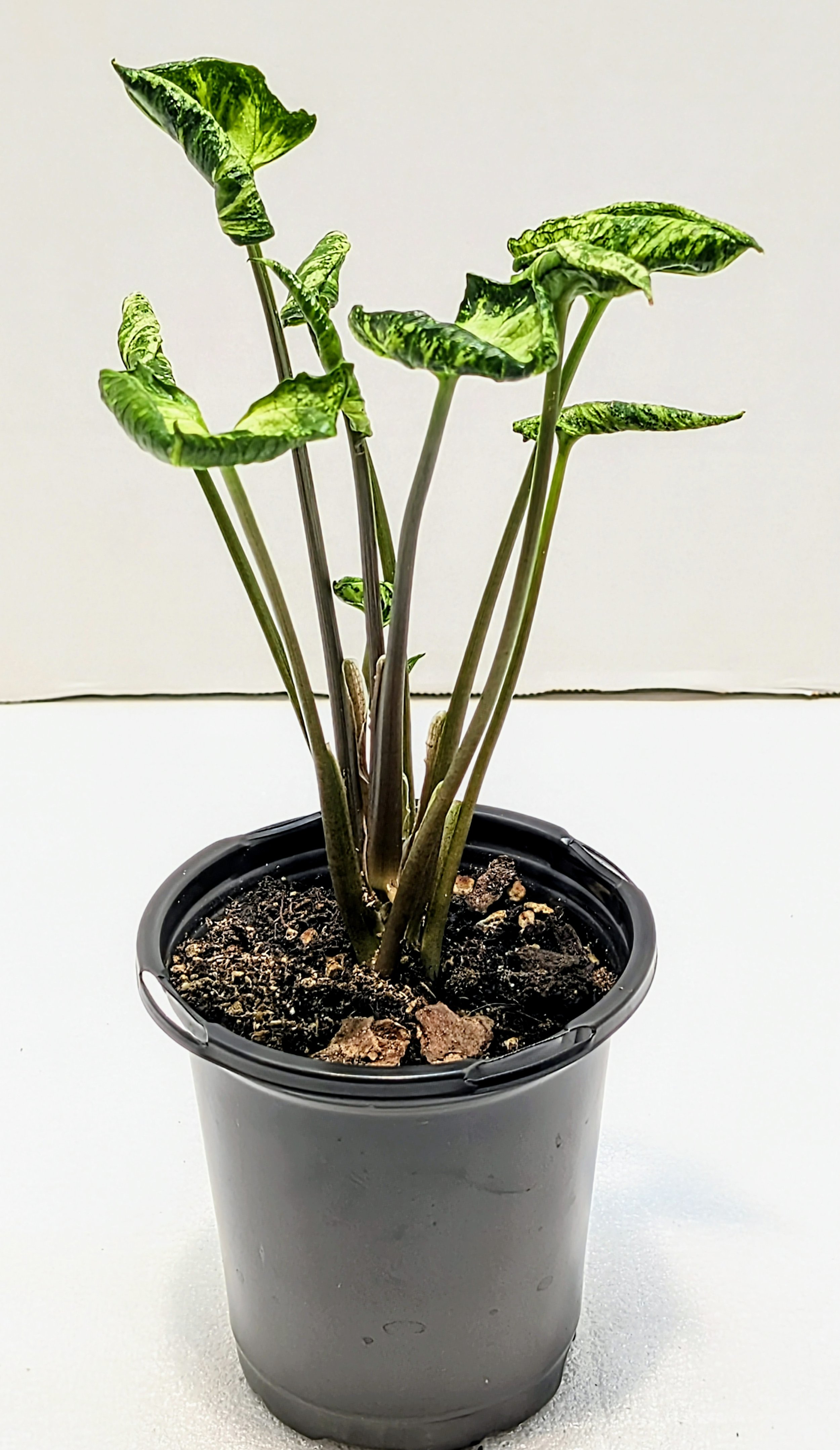 Syngonium podophyllum Godzilla has some of the most unique foliage in the Syngonium world. Amazing leaves!
