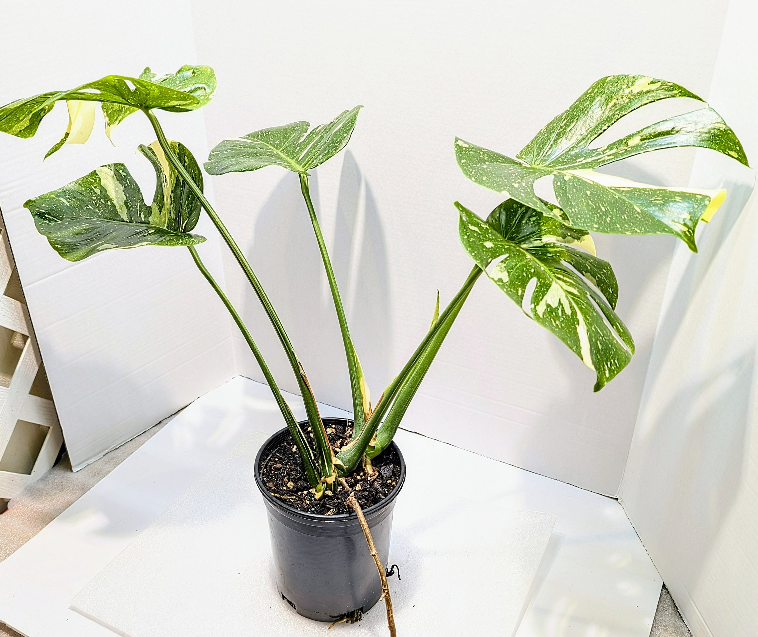 Monstera Thai Constellation very famous Monstera cultivar is a hybrid of Monstera deliciosa and Epipremnum pinnatum. it will still reach 4-5 feet indoors.