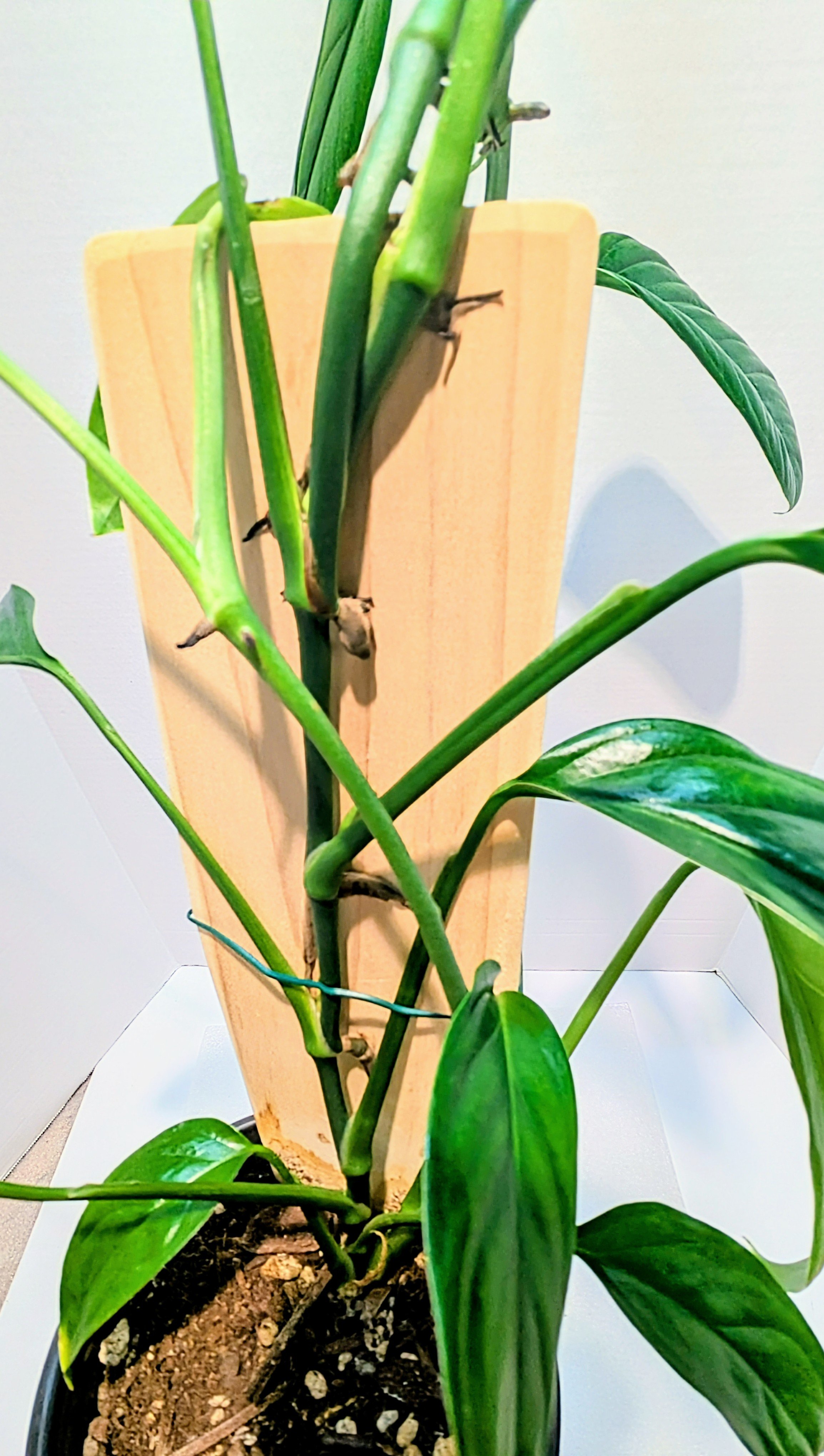 Monstera obliqua var boliviana is a less common Monstera, and is one of the easiest to grow! Upon maturity, the leaves will produce some fenestrations if allowed to climb.