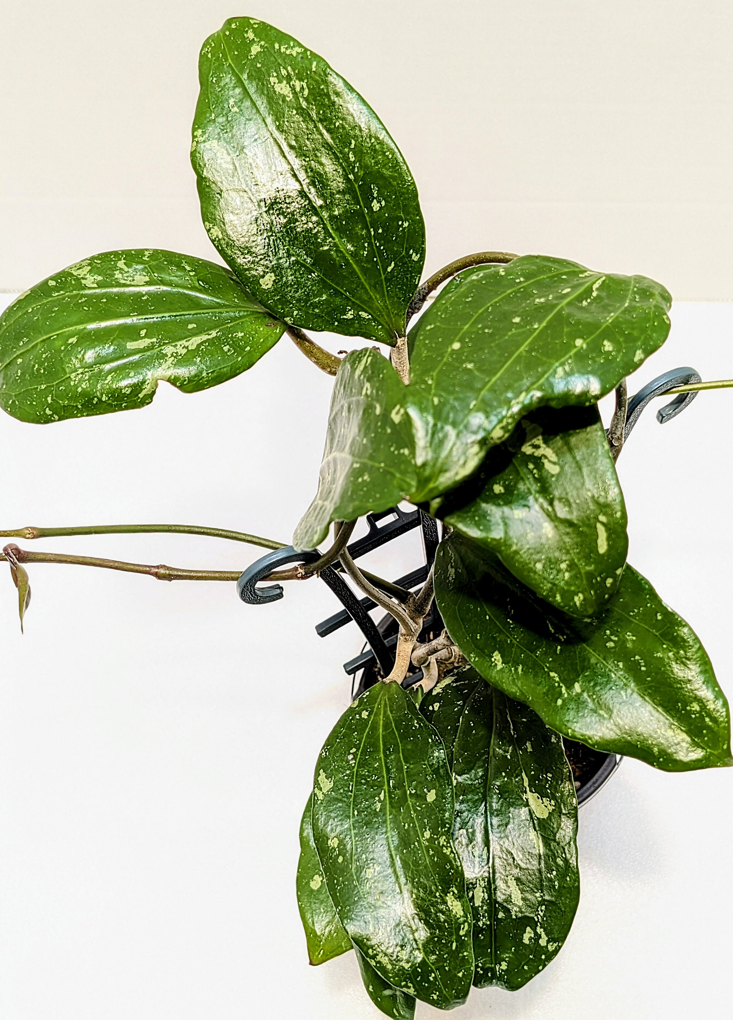 Hoya rigida (rigidifolia) leaves are stiff with prominent venation and heavily splashed. The flowers are white cream and appear briefly 24 hours.
