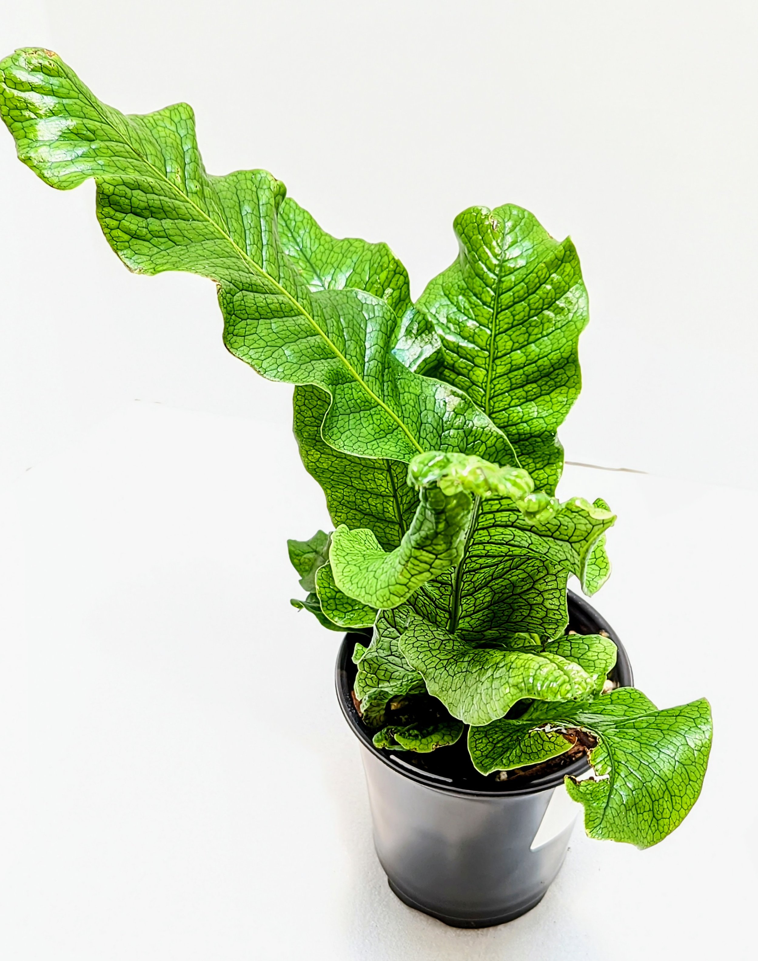 Microsorum musifolium Crocodyllus Crocodile Fern is a tropical fern. Gorgeous, glossy fronds are upright with the texture of crocodile skin.