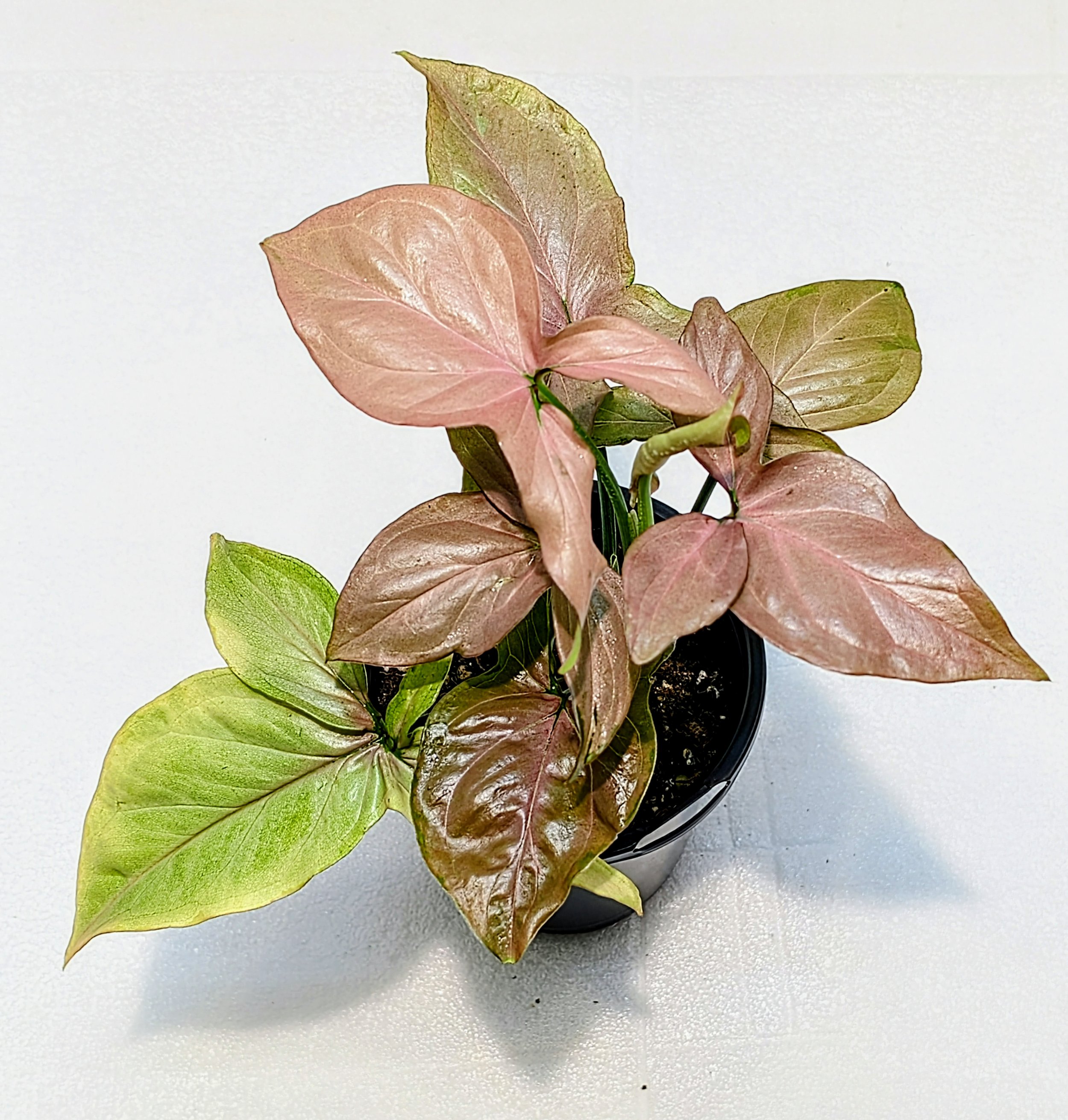 Syngonium podophyllum 'Pink Splash' (Variegated Arrowhead Vine) - 4" round pot