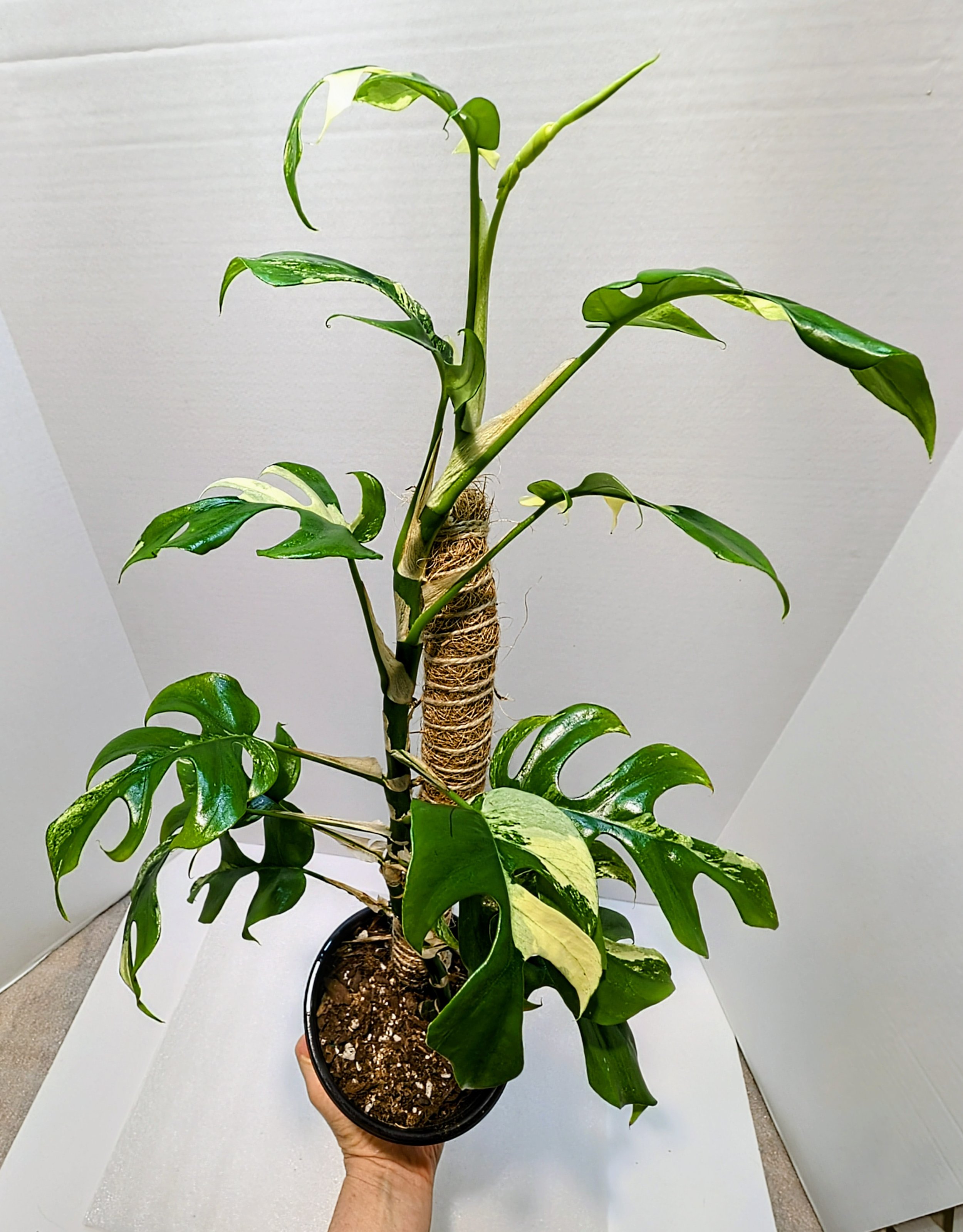 Rhaphidophora tetrasperma variegated is called the Mini Monstera, Monstera minima or Philodendron Ginny. This closely related cousin is an easy and fast grower.