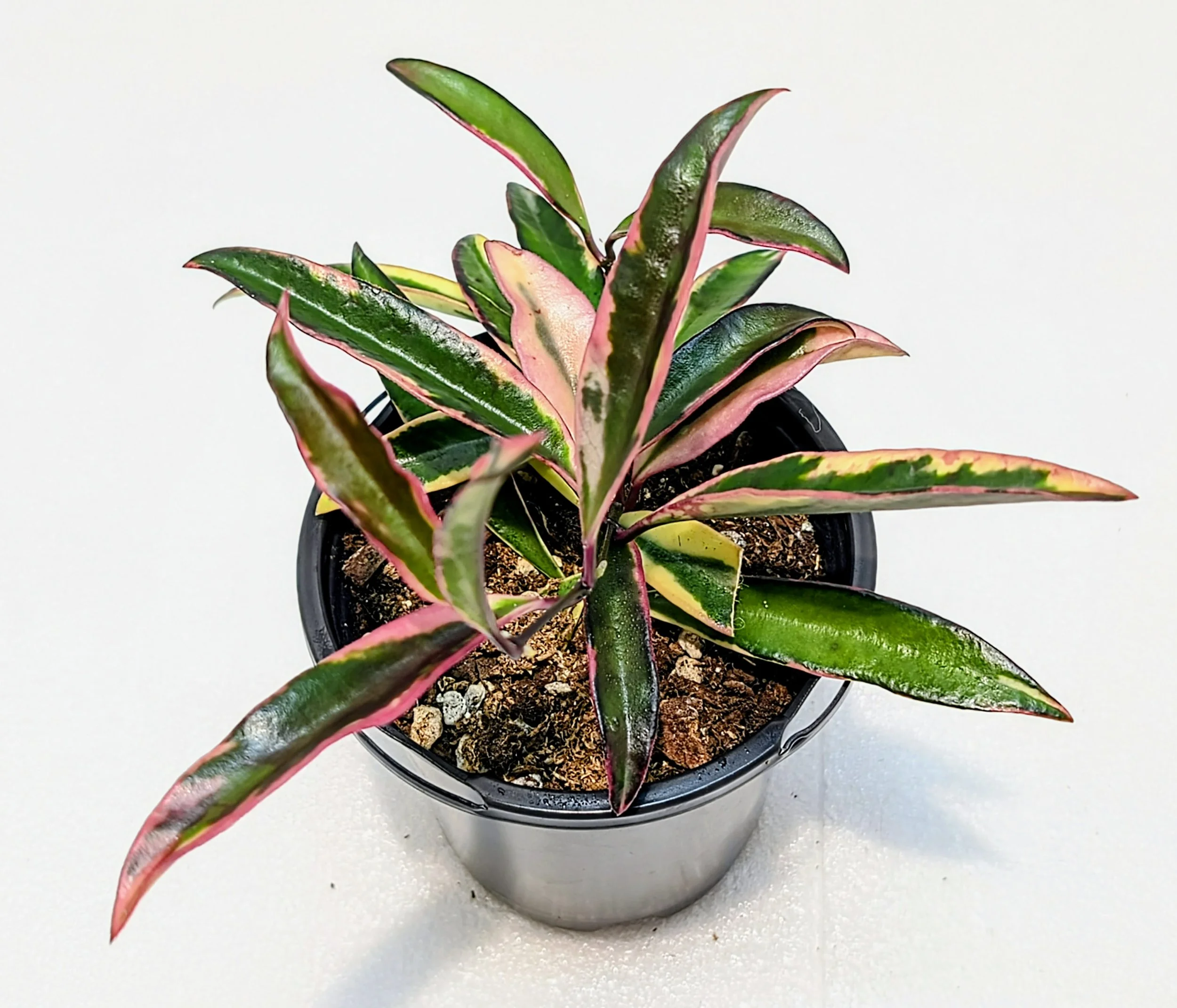 Hoya kentiana Lori Lyn (Hoya wayetii Lori Lyn) — Girl Run Farm