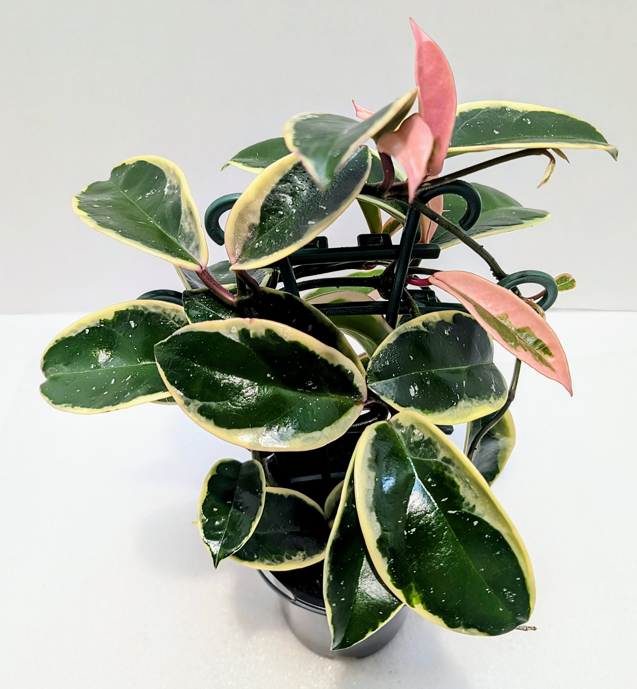 Hoya Krimson Queen is a vigorous and beautifully marked Hoya prized for its luscious new pink leaves that mature to a very white leaf edge.