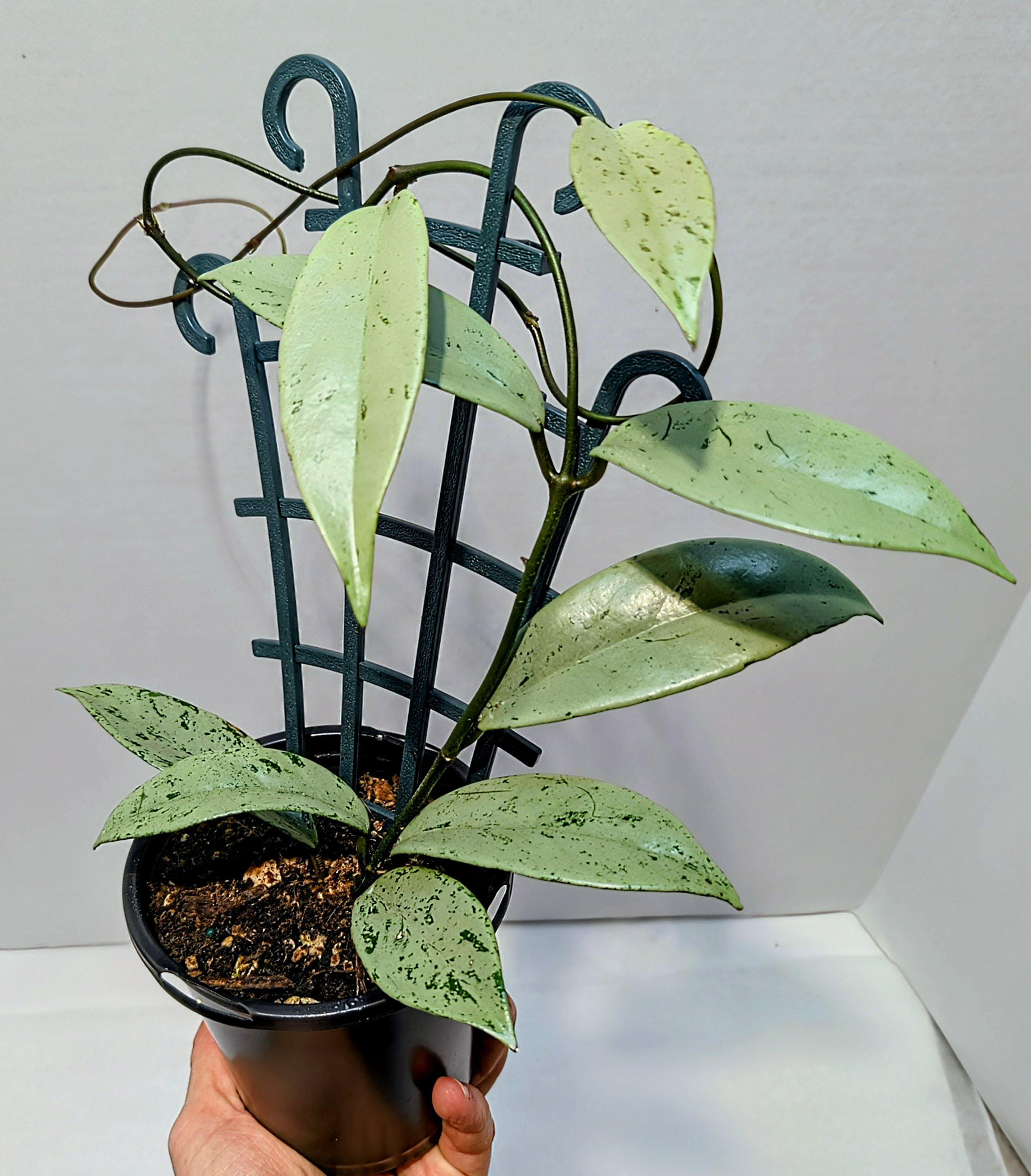 Hoya pubicalyx Pink Silver Ghost is simply stunning! Silver foliage has a pink hue and flecks of darker silver and green. fragrant umbels of star-shaped flowers that are pink / red