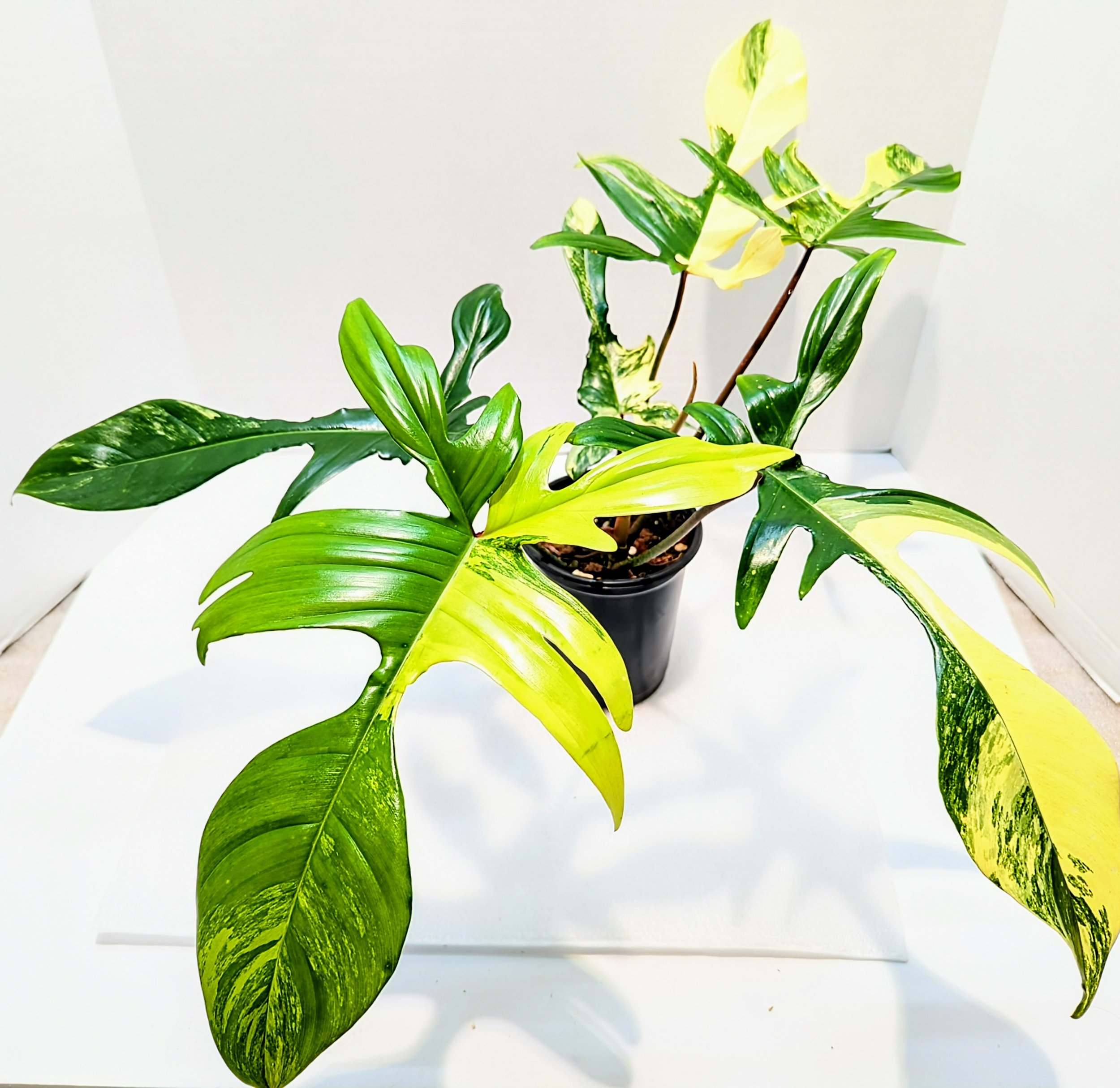 A hybrid of Philodendron Pedatum and Philodendron Squariferum. Each leaf is uniquely patterned with yellow white and sometimes pink undertones.