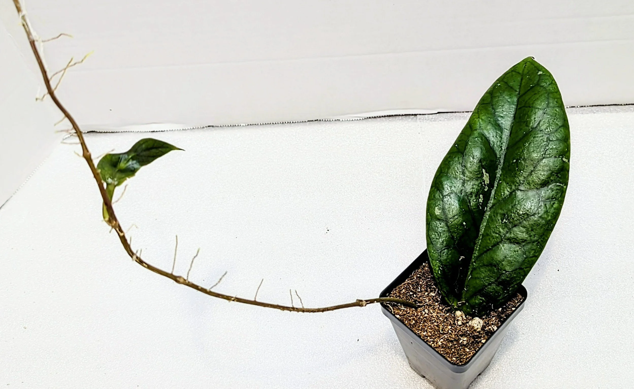Hoya vitellinoides, a stunning species known for its velvety foliage, vibrant veining, and vigorous climbing habit.