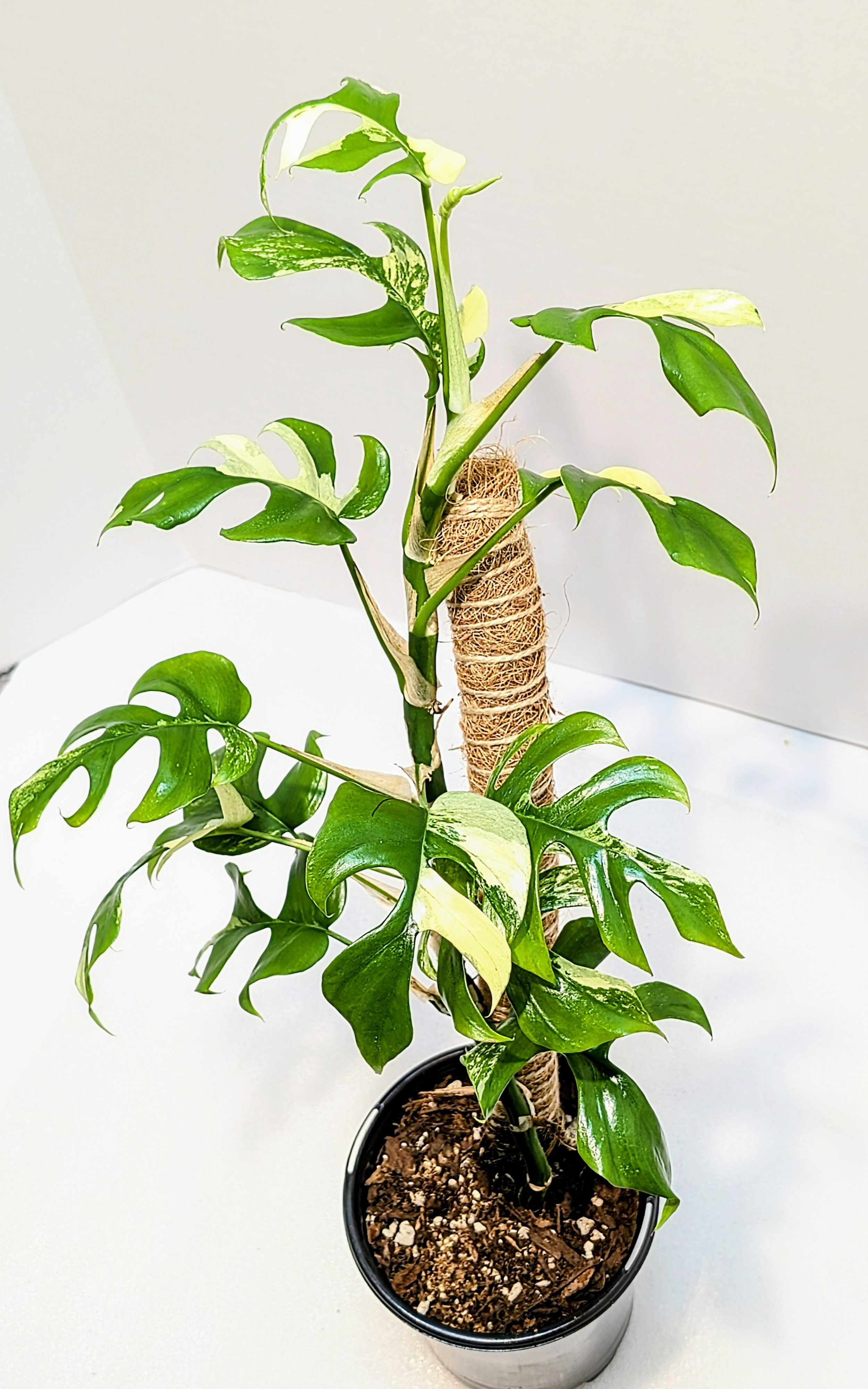 Rhaphidophora tetrasperma variegated is called the Mini Monstera, Monstera minima or Philodendron Ginny. This closely related cousin is an easy and fast grower.