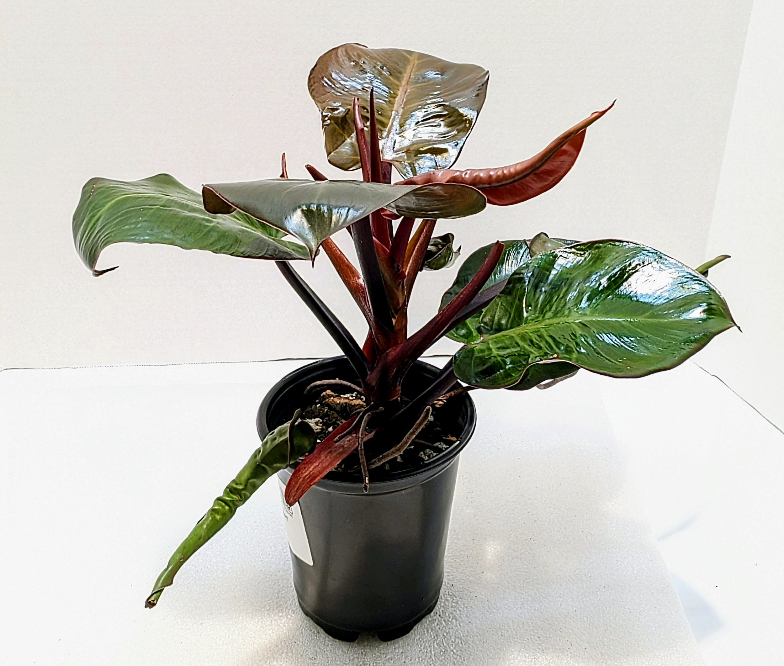 Philodendron Red Heart is a stand-out! Rich, red heart-shaped leaves sit upon even deeper red stems. This Philodendron loves to climb,