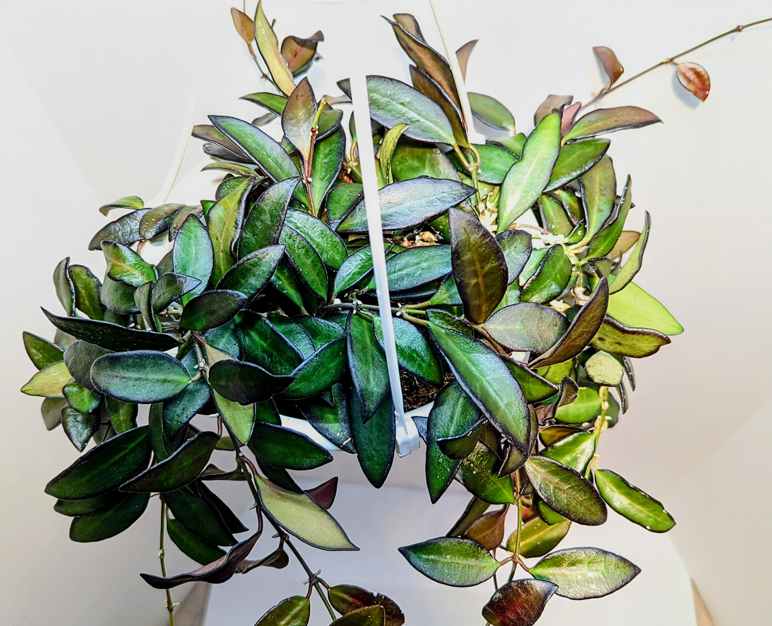 Hoya Rosita- Wax Plant has plump, succulent leaves with a dark, contrasting border. Produces red flower clusters with red tips.