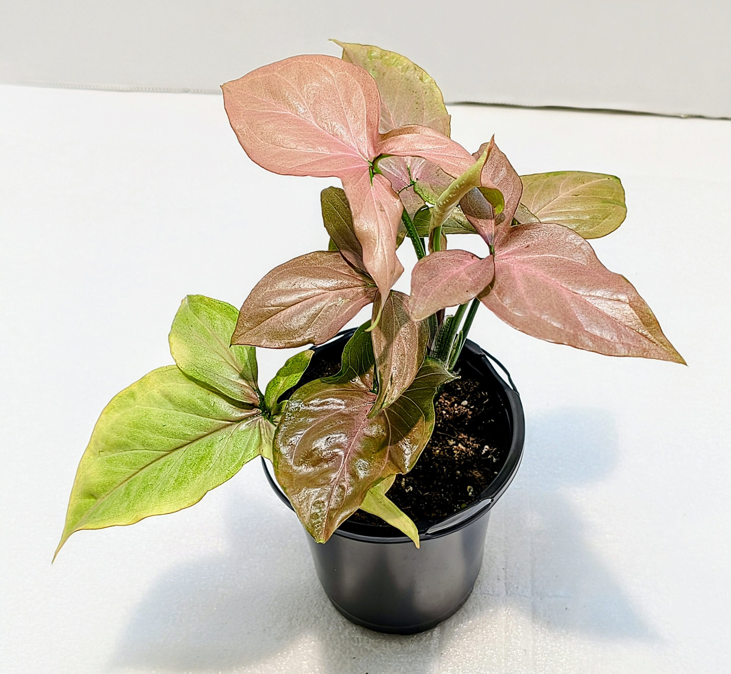 Syngonium podophyllum Pink Splash Variegated Arrowhead Vine has sharp, arrowhead leaves. The variegation is stunning, featuring pink and green streaks on each leaf.