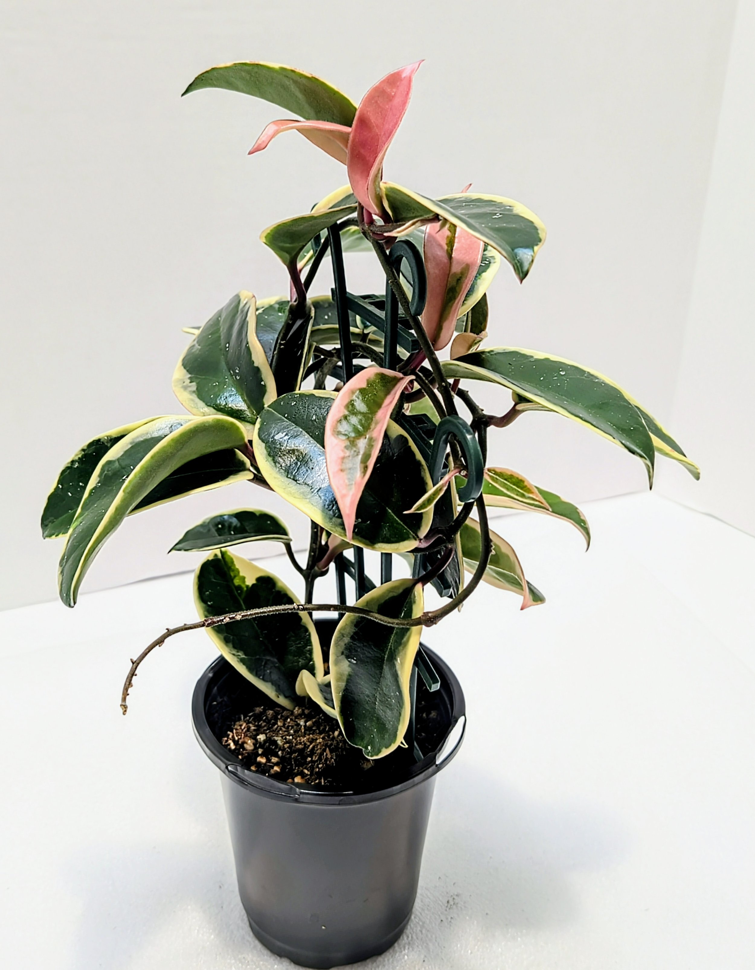 Hoya Krimson Queen is a vigorous and beautifully marked Hoya prized for its luscious new pink leaves that mature to a very white leaf edge.