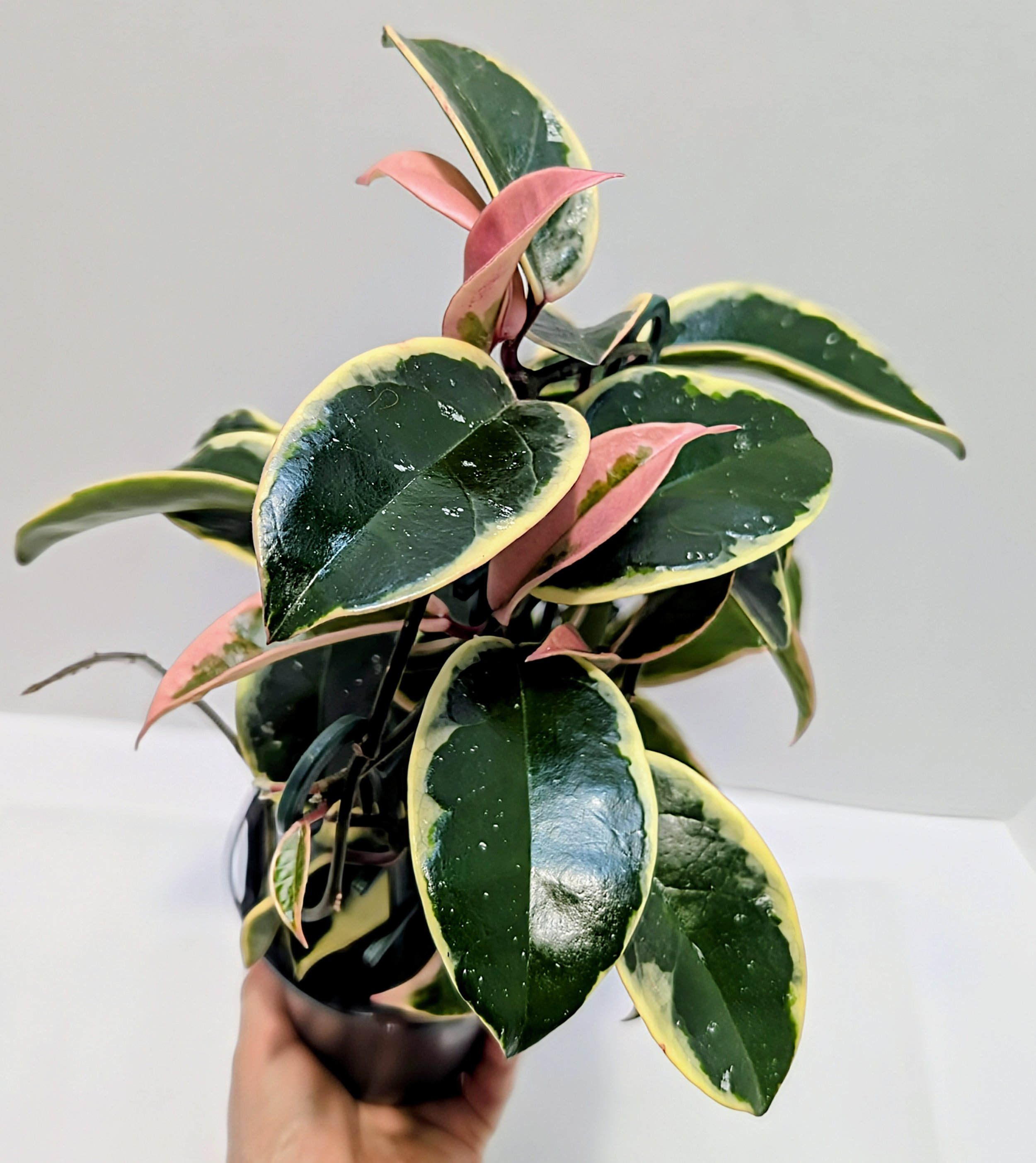 Hoya Krimson Queen is a vigorous and beautifully marked Hoya prized for its luscious new pink leaves that mature to a very white leaf edge.