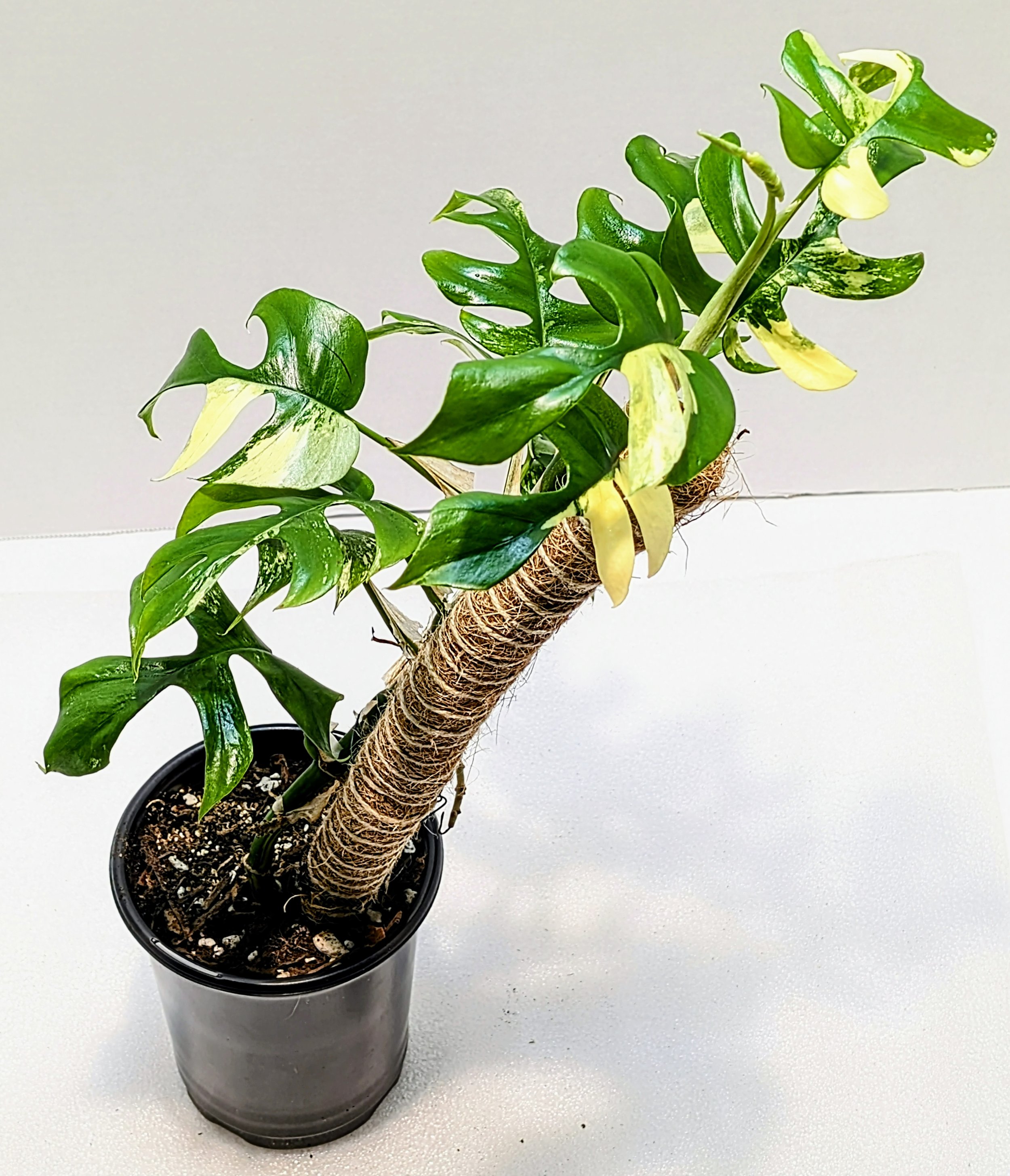 Rhaphidophora tetrasperma variegated is called the Mini Monstera, Monstera minima or Philodendron Ginny. This closely related cousin is an easy and fast grower.