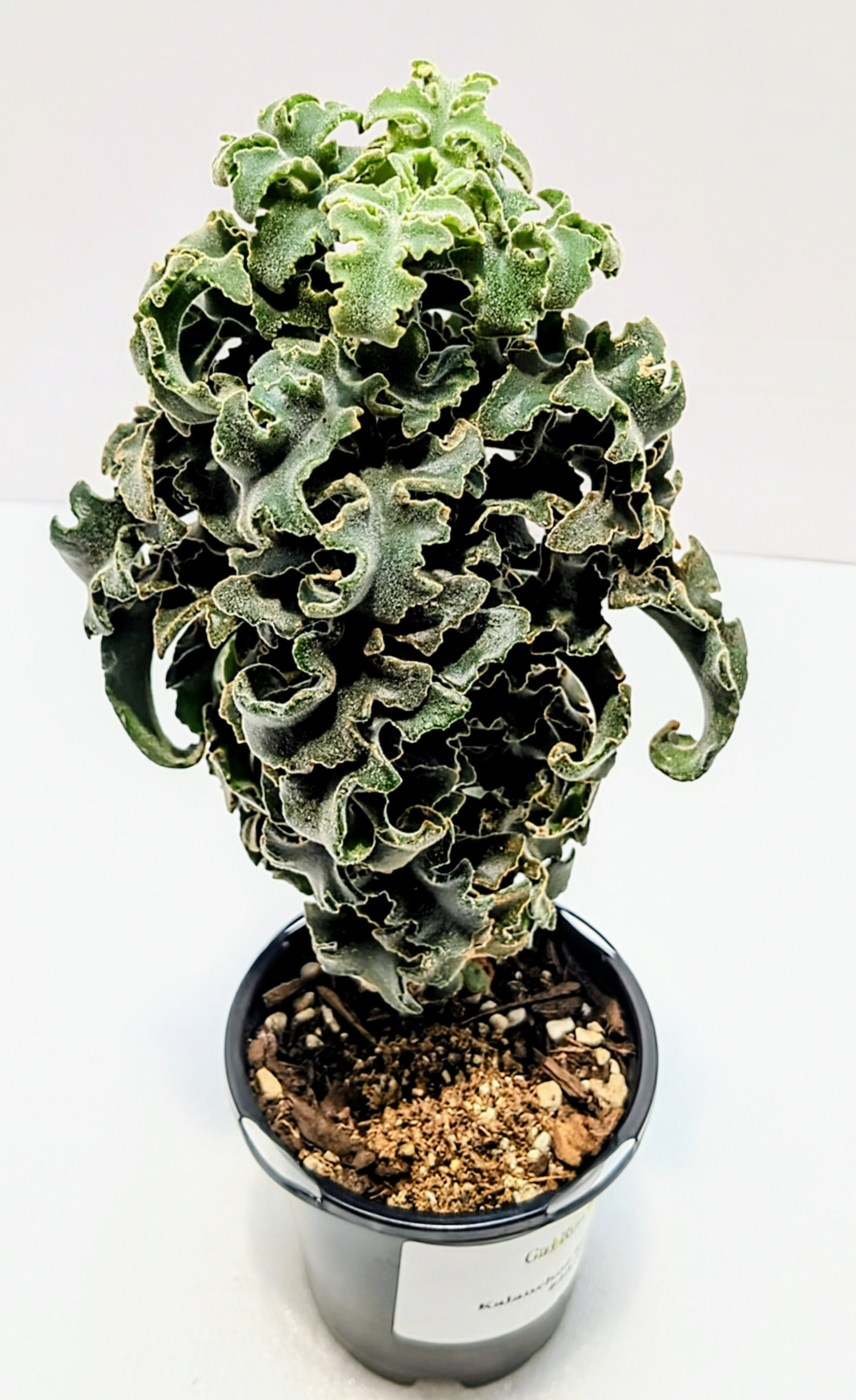 Kalanchoe beharensis is a dramatic specimen with gray, felted leaves that grow together unusually close. Deeply serrated leaves form a compact cluster.
