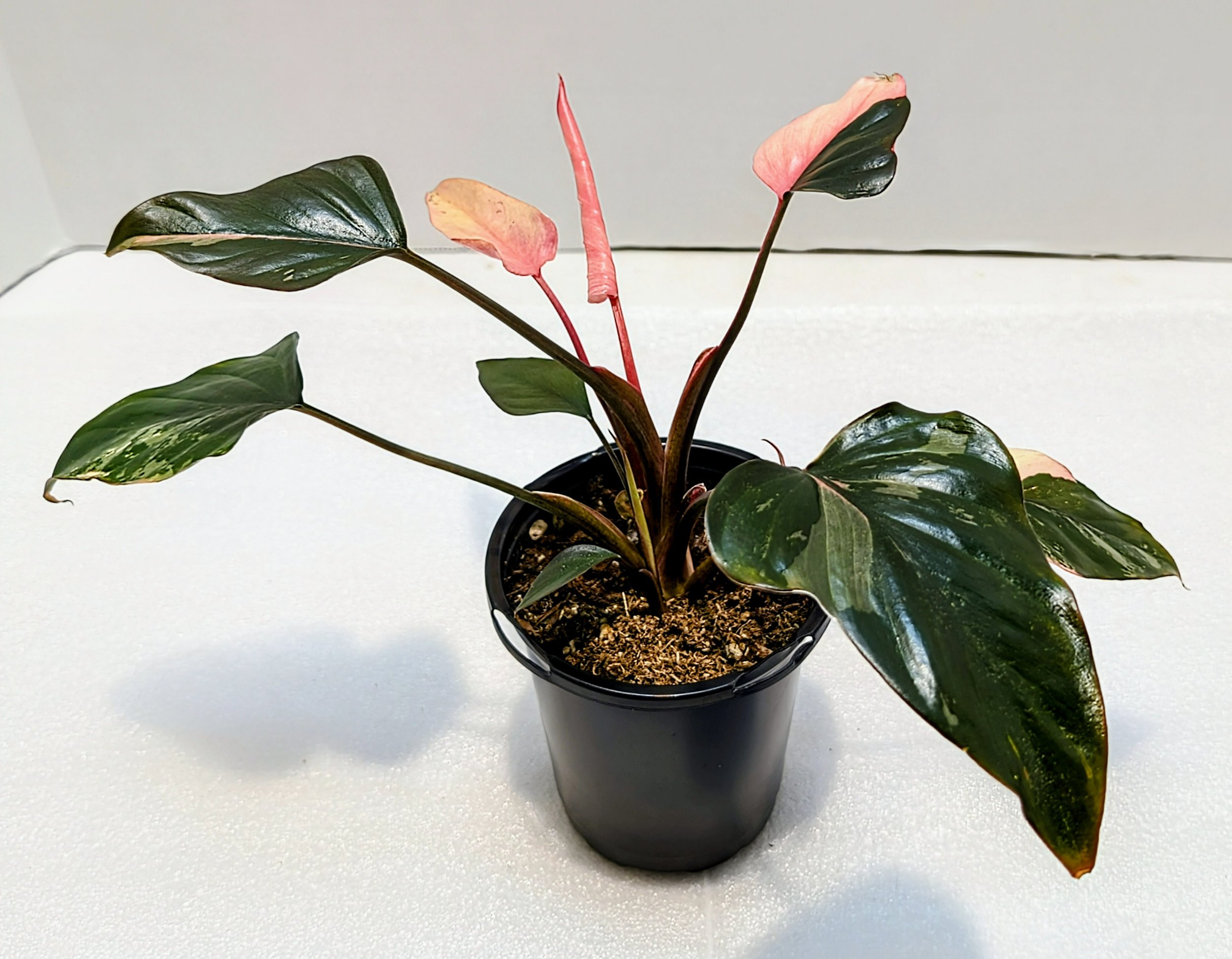 Homalomena Pink Diamond is easy to care for, similar to an Alocasia—Grown for its attractive leaves, unfurl in mesmerizing pink, green, and white patterns.