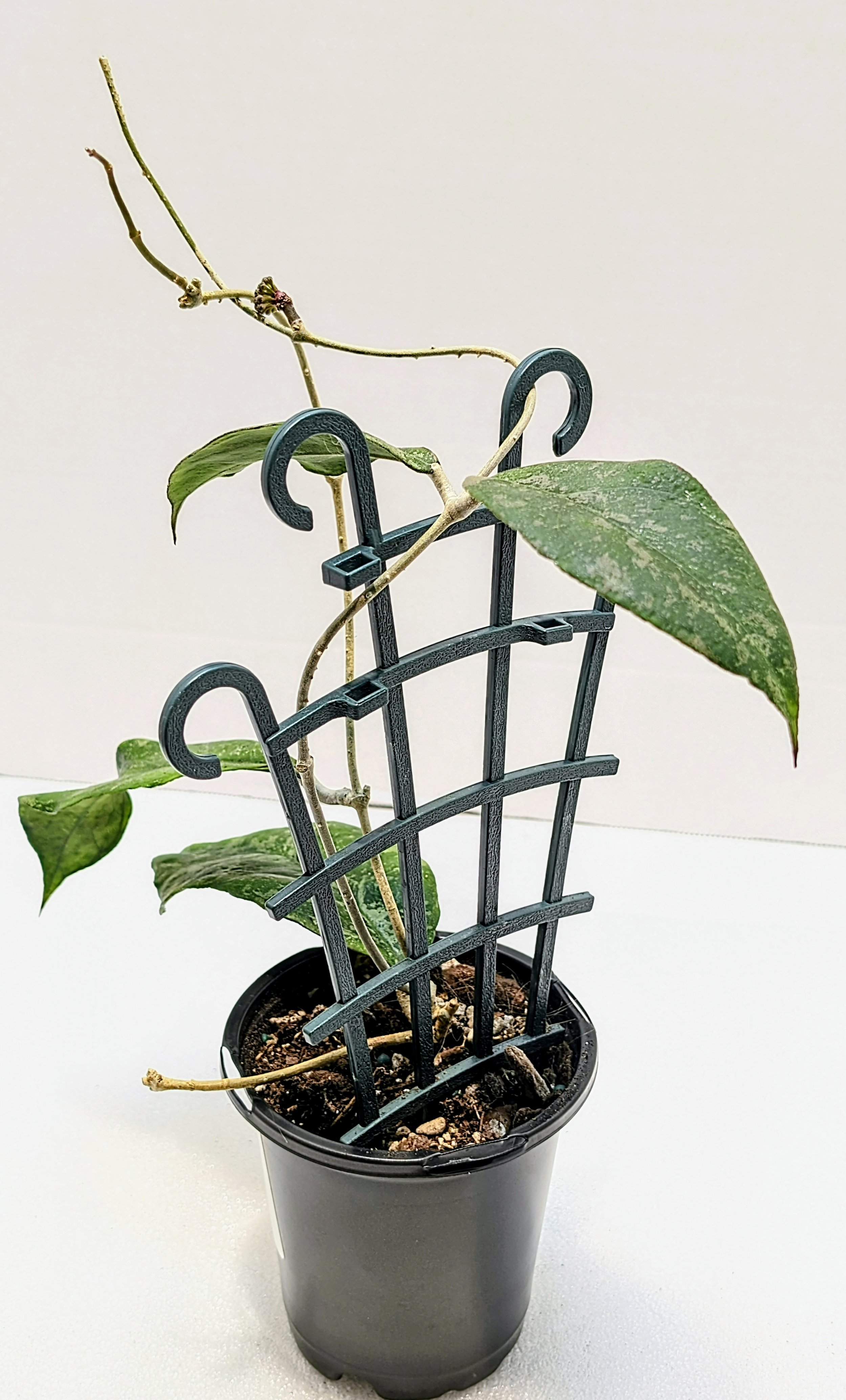 Hoya finlaysonii Chicken Farm is an uncommon Hoya with a great name...chicken farm, named for where it was found! Easy to care for. A vigorous grower, you will get lots of vining action.