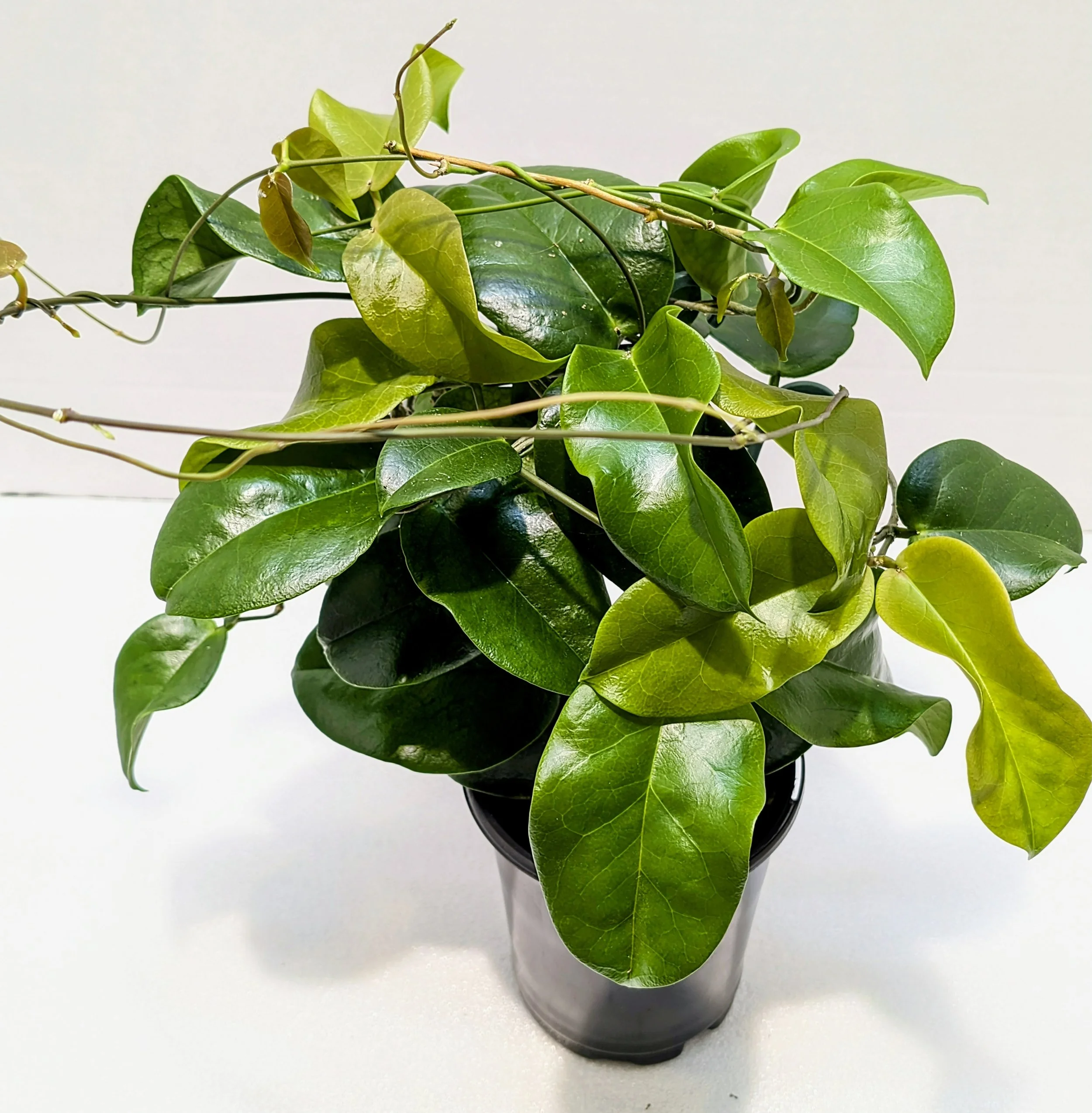 Hoya PNG SV 422 — Girl Run Farm