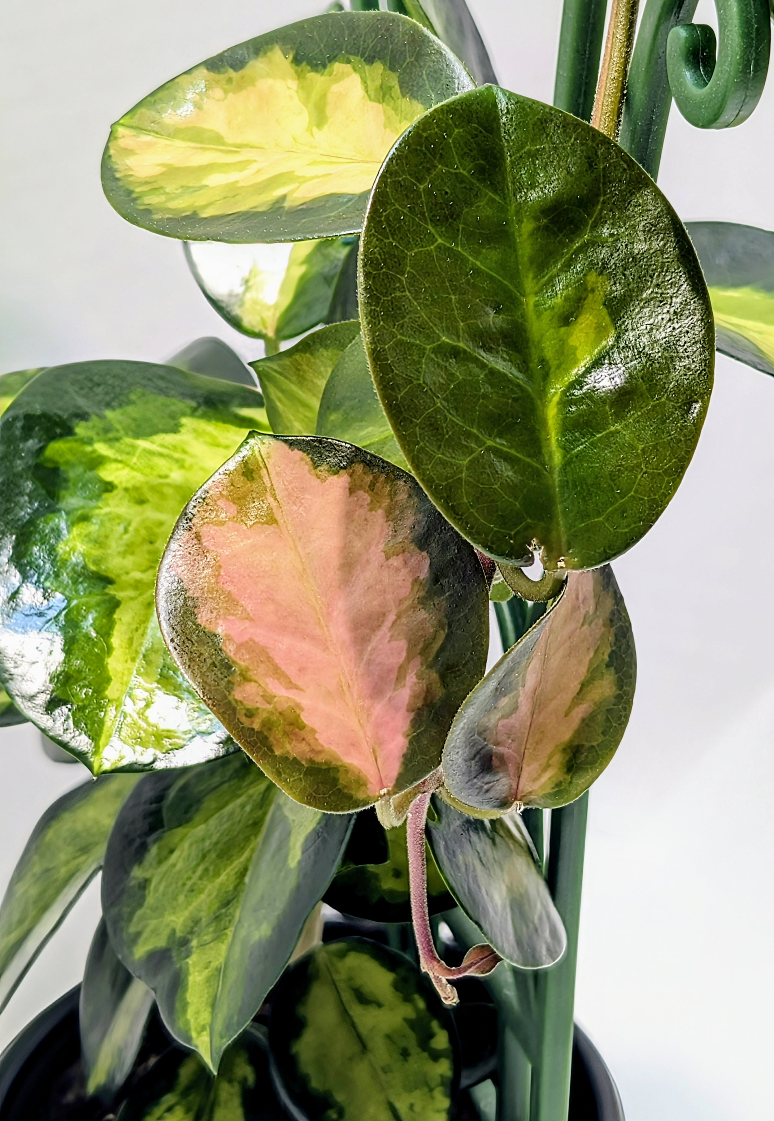 Hoya australis Lisa is an amazing spectacle of variegation. Pink, coral, creamy yellow, and yellow-green, converge to make this one of the most beautifully variegated Hoyas available