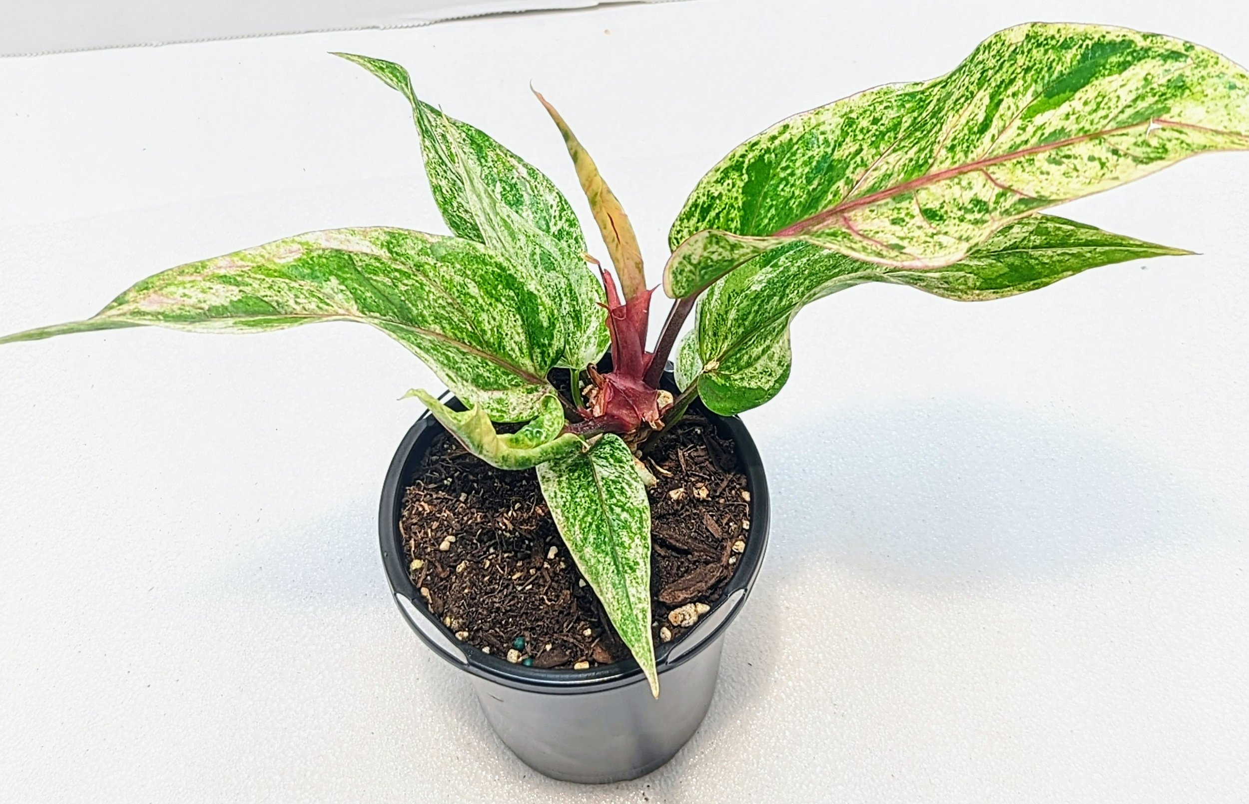 Anthurium Renaissance Pink Variegated Tri-color variegata bird nest athurium hookeri is a highly sought-after and rare Anthurium with extravagant variegation.