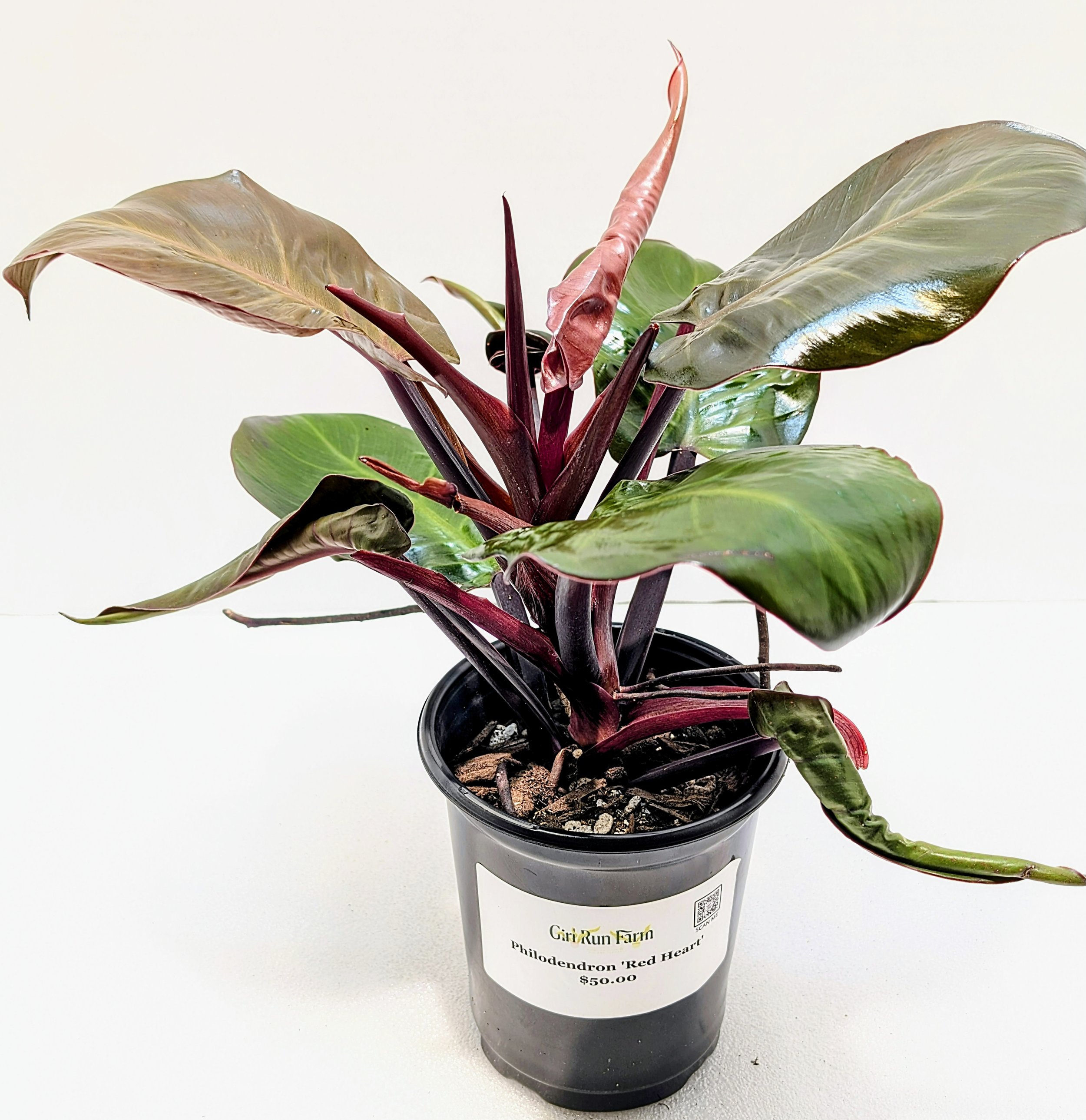 Philodendron Red Heart is a stand-out! Rich, red heart-shaped leaves sit upon even deeper red stems. This Philodendron loves to climb,