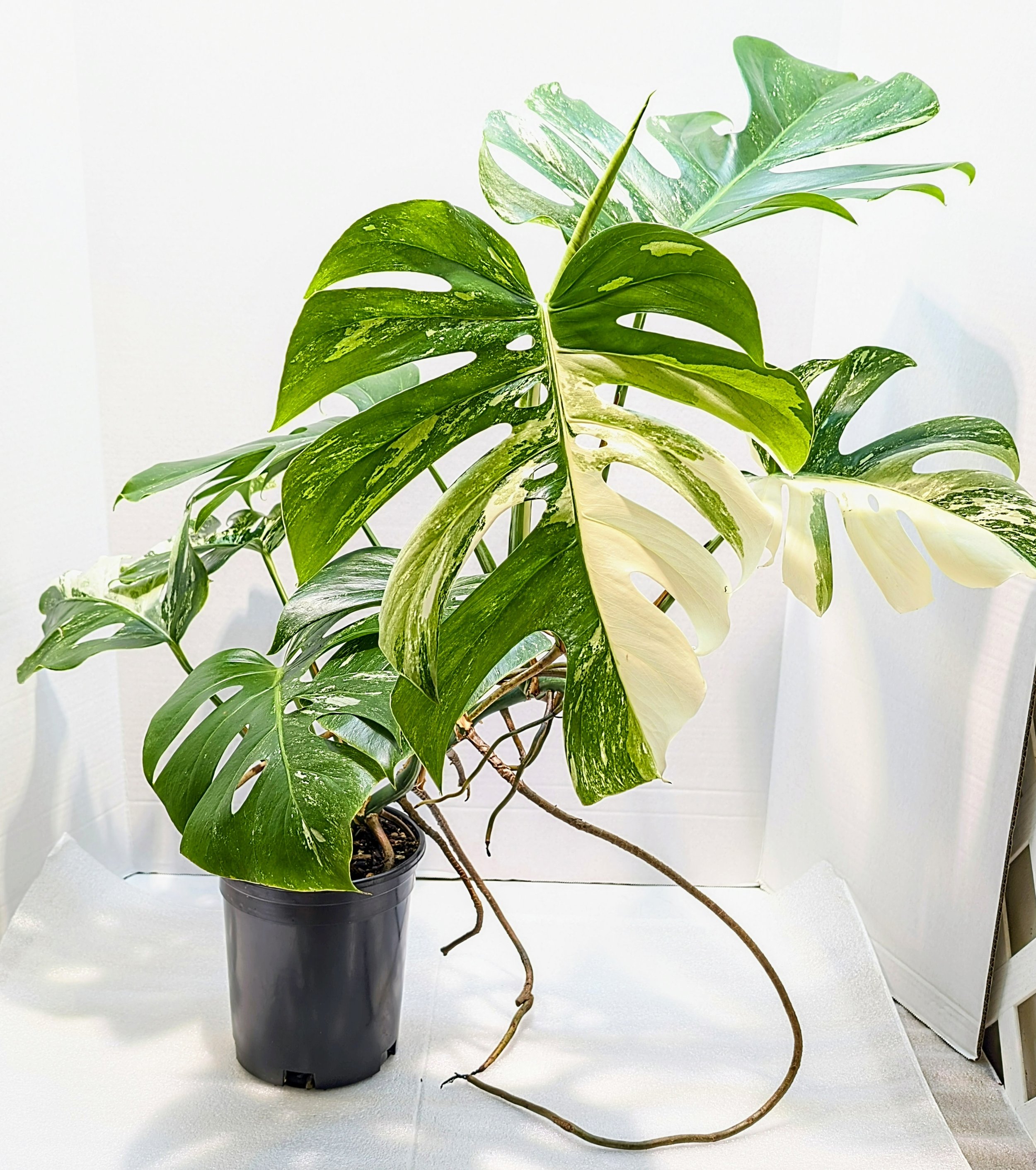 This Monstera deliciosa Albo-Variegata Large Form comes from an extraordinary 20-plus-year-old plant. It will ramble and reach its woody roots in search of an anchor. It's a giant plant!