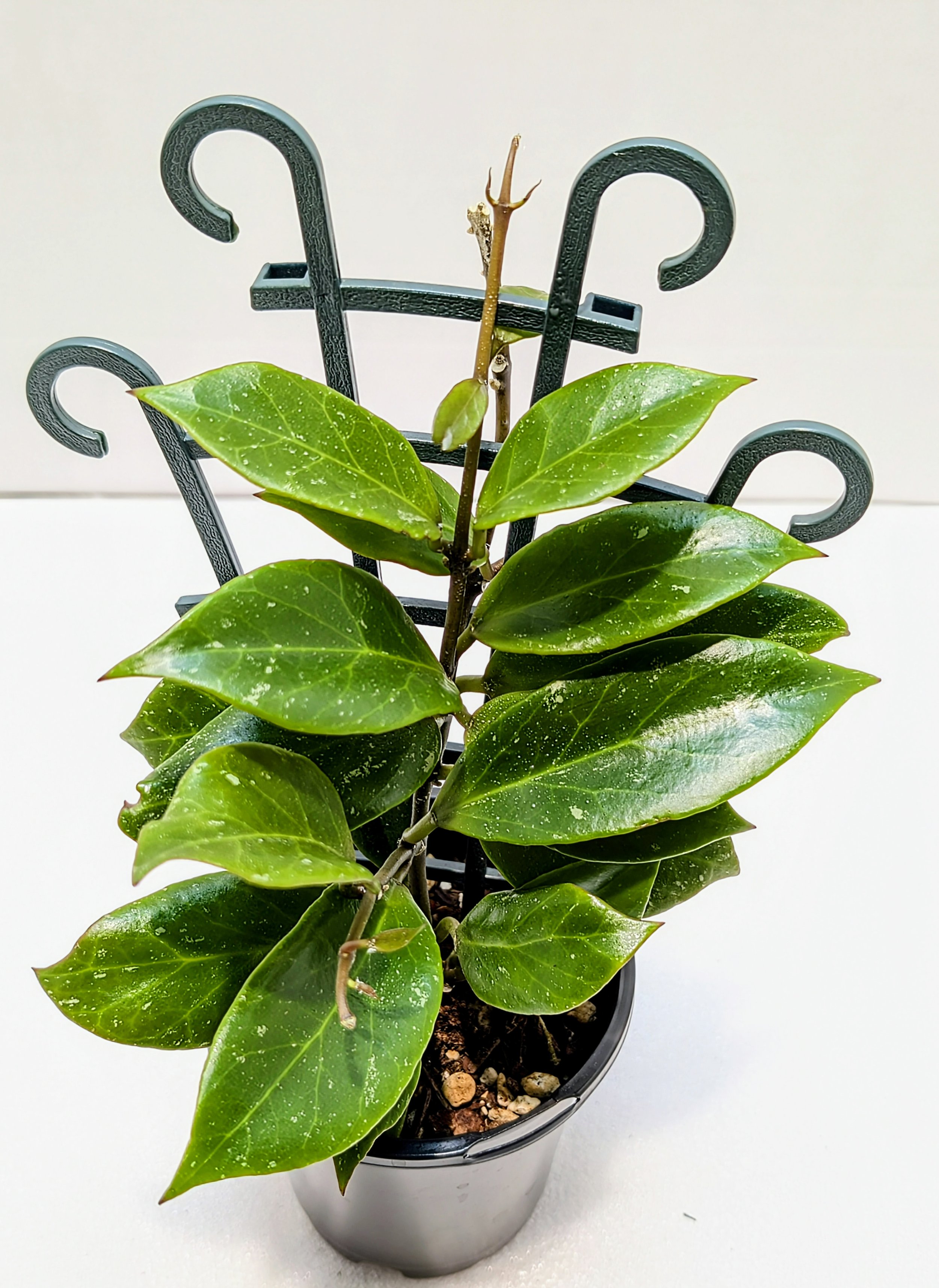 Hoya Sunrise is a hybrid of Hoya lacunosa ssp. pallidiflora and Hoya obscura. If exposed to light stress, the foliage turns deep red. Fragrant white to pale pink fuzzy flowers at maturity.