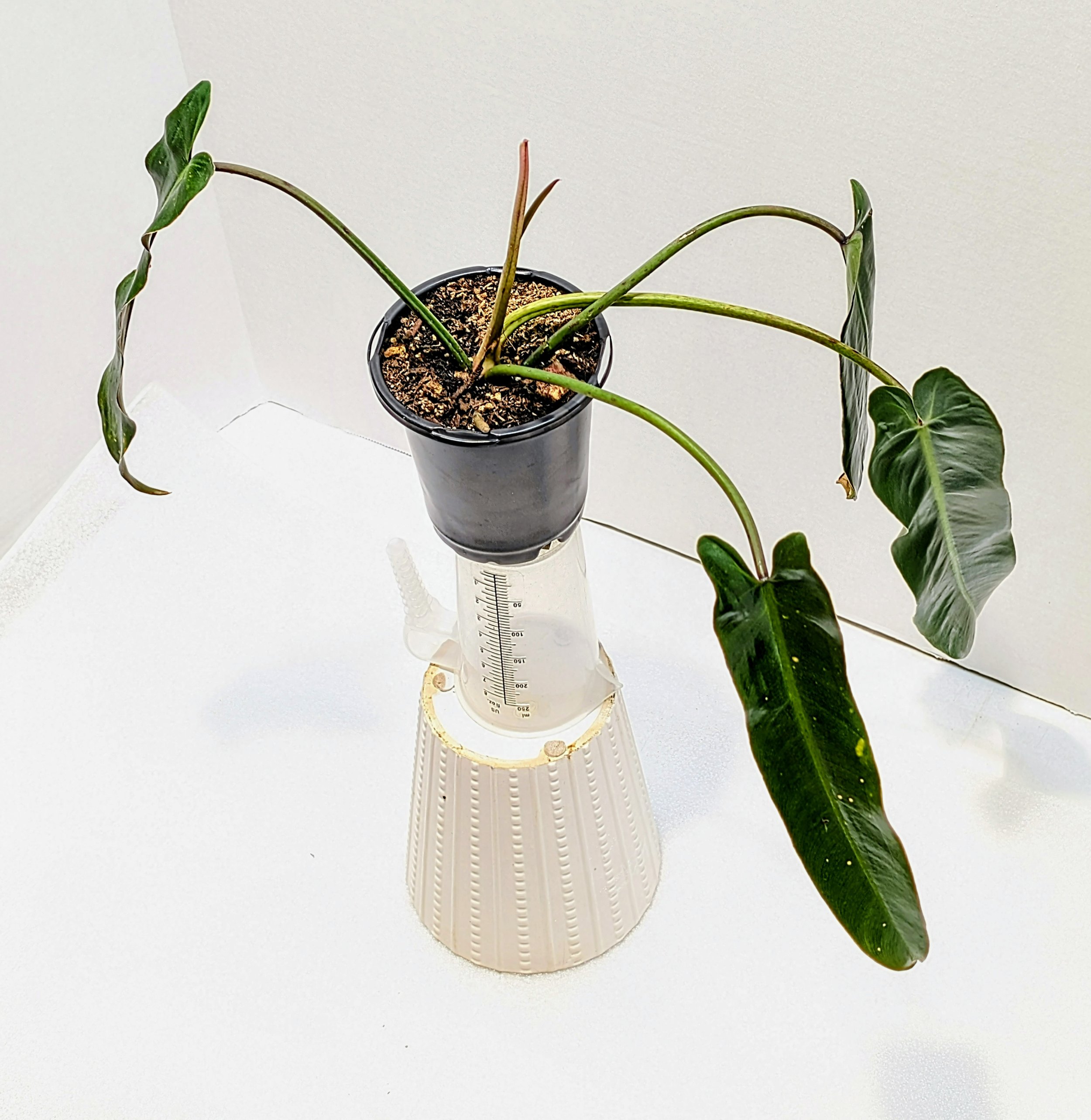 Philodendron Spiritus Sancti has a cult following. It is coveted, rare in cultivation, and endangered in its native habitat.